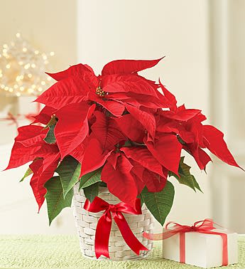 Holiday Poinsettia Plant (3 sizes available) - A tried-and-true holiday favorite, our poinsettia plant brings the beauty of the season to life with its vibrant red blooms and rich green leaves. This signature gift will have everyone getting into the Christmas spirit, whether its sent to family &amp; friends or decking your own halls!  3 sizes available 6.5inch pot, 8inch pot &amp; 10inch pot. Each size plant will comes placed inside of a festive holiday pot cover. Perfect for gift for this holiday season.