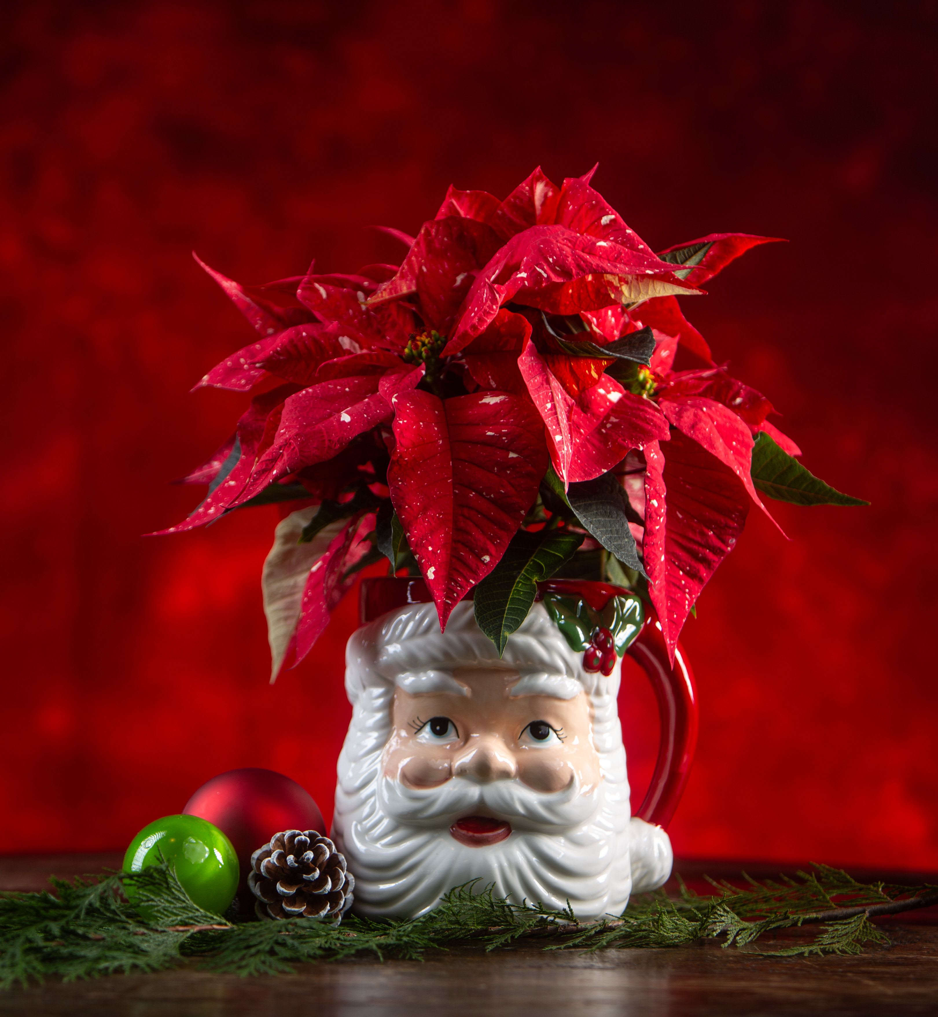 Poinsettia Santa - A keepsake ceramic vintage inspired Santa holds a 4 inch nursery pot poinsettia. 