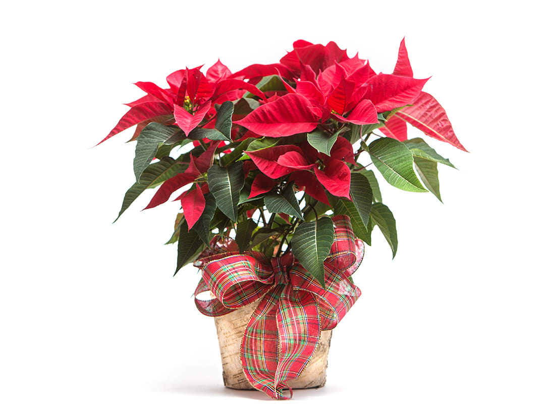 Poinsettias in a decorative container  - Nothing says Christmas like a big poinsettia! A popular Christmas decoration, send this poinsettia plant as a holiday gift - or keep it for yourself! The Standard size features a 6" nursery pot and the Deluxe features an 8" nursery pot. Decorative container is currently a white basket with a holiday bow. 