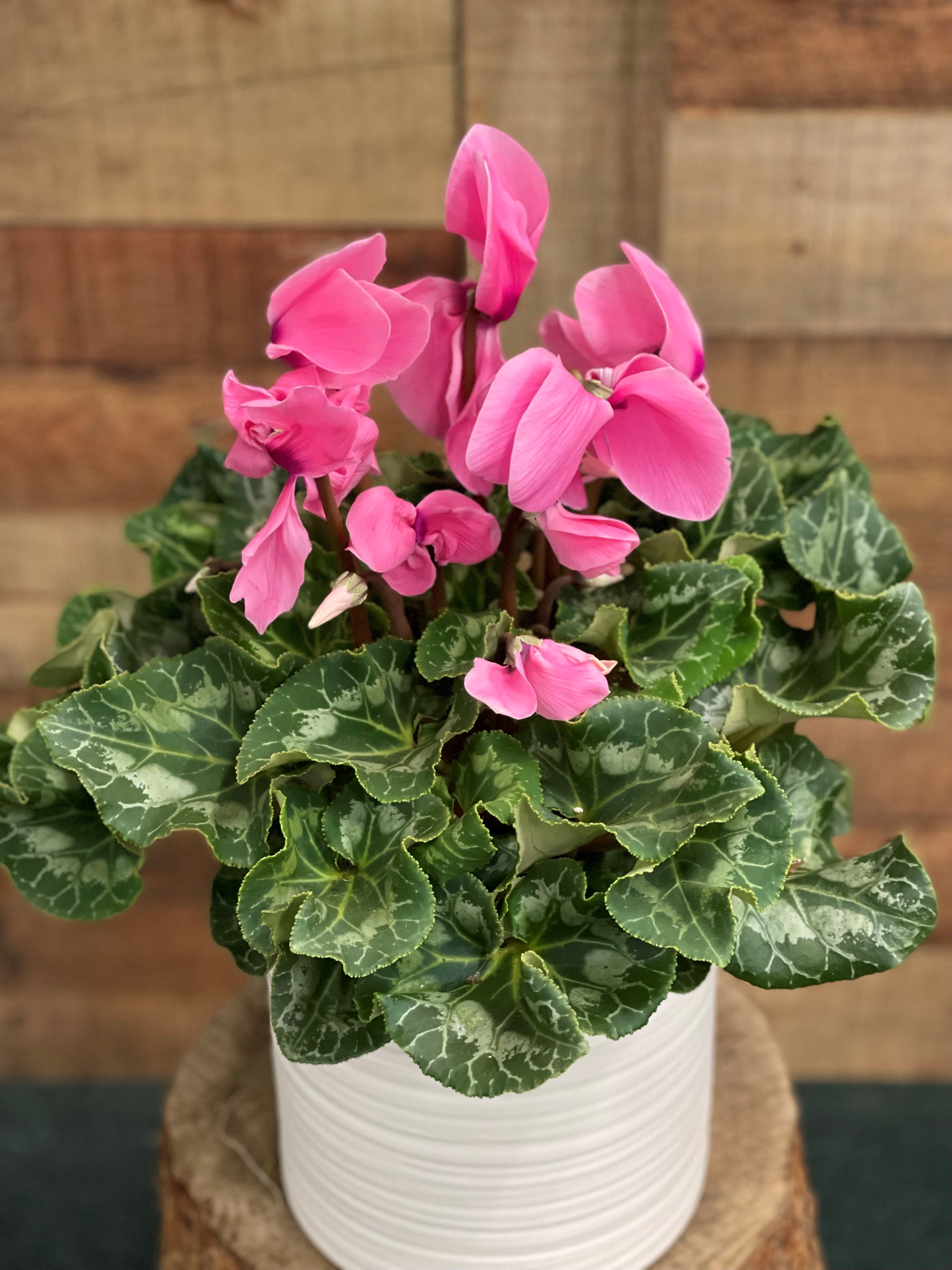 Potted Cyclamen Plant - Perennially pretty! This delightful flowering pot will deliver beauty for a long time. The perfectly pink blossoms almost look like birds in flight over a lovely sea of greens. Sure to be appreciated, it's a wonderful housewarming or birthday gift.  A beautiful light pink cyclamen plant is delivered in a delightful crÃ¨me-colored pedestal planter. Send some sun!  Approximately 14&quot; W x 17&quot; H  Orientation: N/A  As Shown : T91-1A