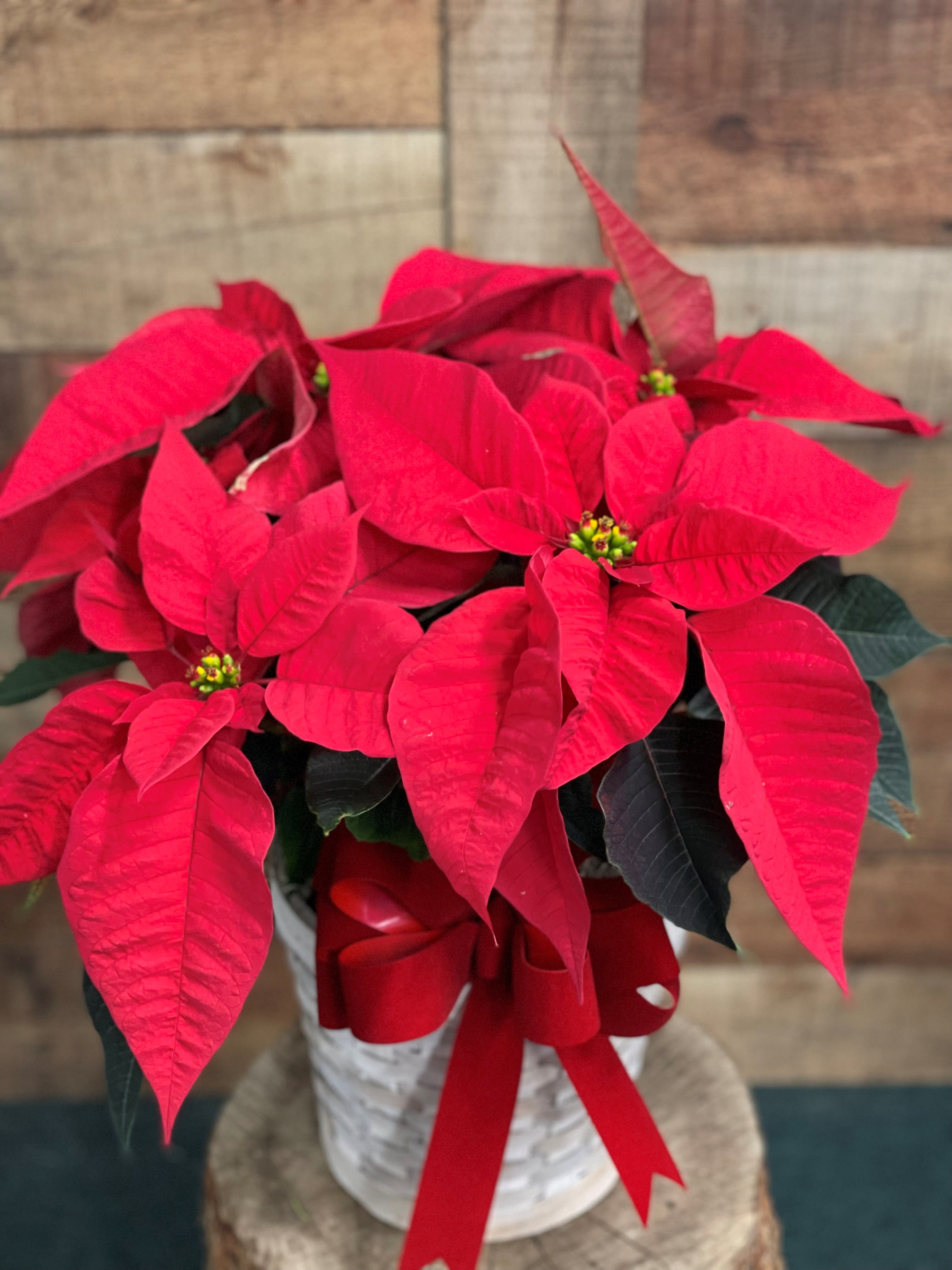 Red Poinsettia - A red poinsettia is delivered in a chipwood or natural basket that is wrapped with a beautiful red velvet ribbon. A timeless classic!  6&quot; pot, Approximately 23 1/2&quot; W x 22 1/2&quot; H.  