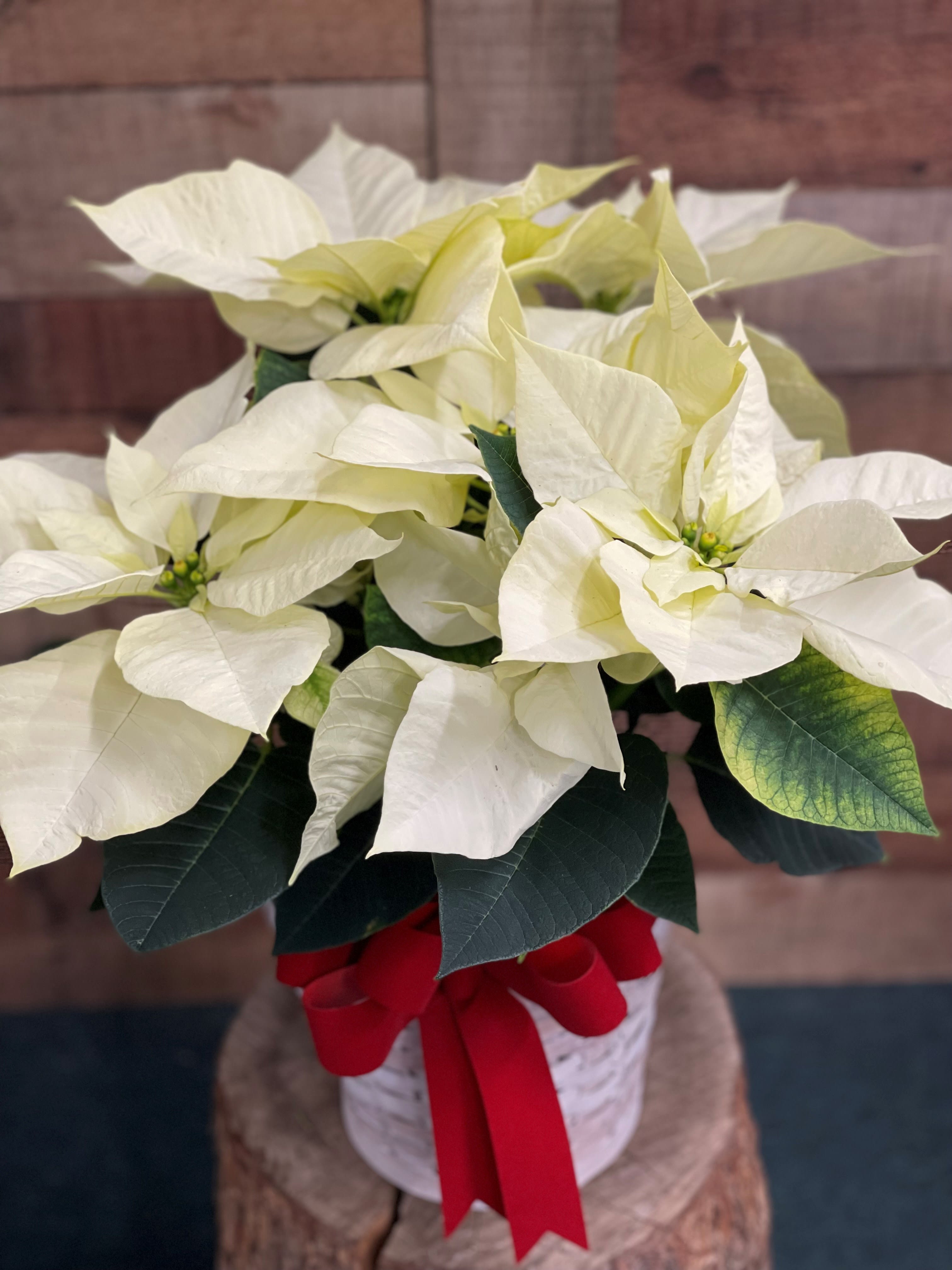 White Poinsettia - A white poinsettia is delivered in a chipwood or natural basket that is wrapped with a beautiful decorative ribbon. A timeless classic!  6&quot; pot, Approximately 23 1/2&quot; W x 22 1/2&quot; H.  