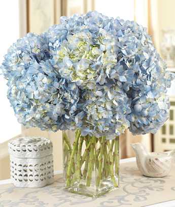 Blue Hydrangea Bouquet - Amazing! Blue with  hydrangeas possess the casual grace and enduring beauty that makes them a favorite for sending well wishes. Magnificent, saturated blooms bursting with hundreds of lacy