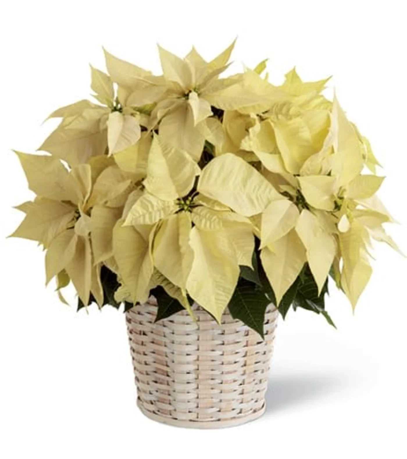 White Poinsettia  - Our White Poinsettia is ready to make dreams of winter white holidays come true. This deluxe white poinsettia arrives in a lovely reusable woven basket for a simple, elegant gift of Christmas for the home or office.The classic Christmas plant is potted in a 10-inch pot and presented in a natural basket decorated with classic, bold