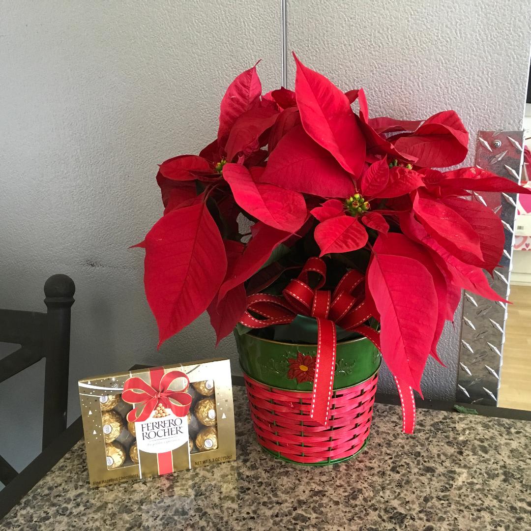 Poinsettia &amp; Ferrero - As shown - Approx. Height 18&quot;