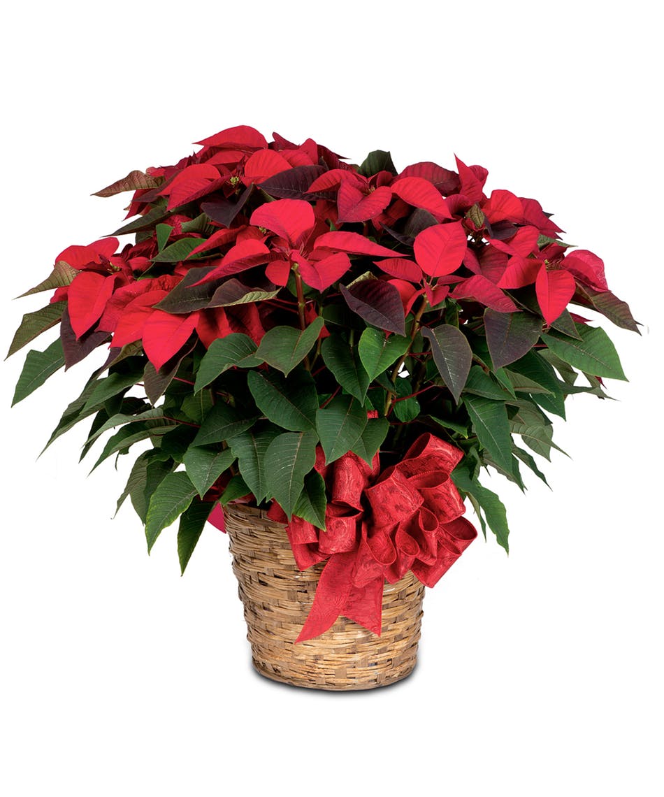 EXTRA Fancy Pointsettia (XL) - This potted pointsettia is EXTRA large and EXTRA fancy! Great size and great for dressing up the front door or fireplace area for the holidays. A wonderful gift for clients, family, and friends.  10” pot. Plant measures approx. 27&quot; diameter x 36&quot; height!  DELUXE selection will include additional holiday embellishments and higher grade pot/container to value. 