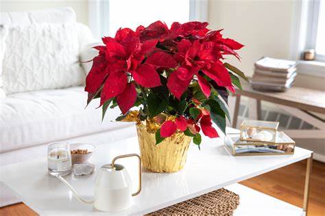 Poinsettia Plant by BloomNation™ - Happy Holidays! A classic holiday plant, the poinsettia plants vibrant color brings some cheer to any room. A perfect Christmas present for any relation.