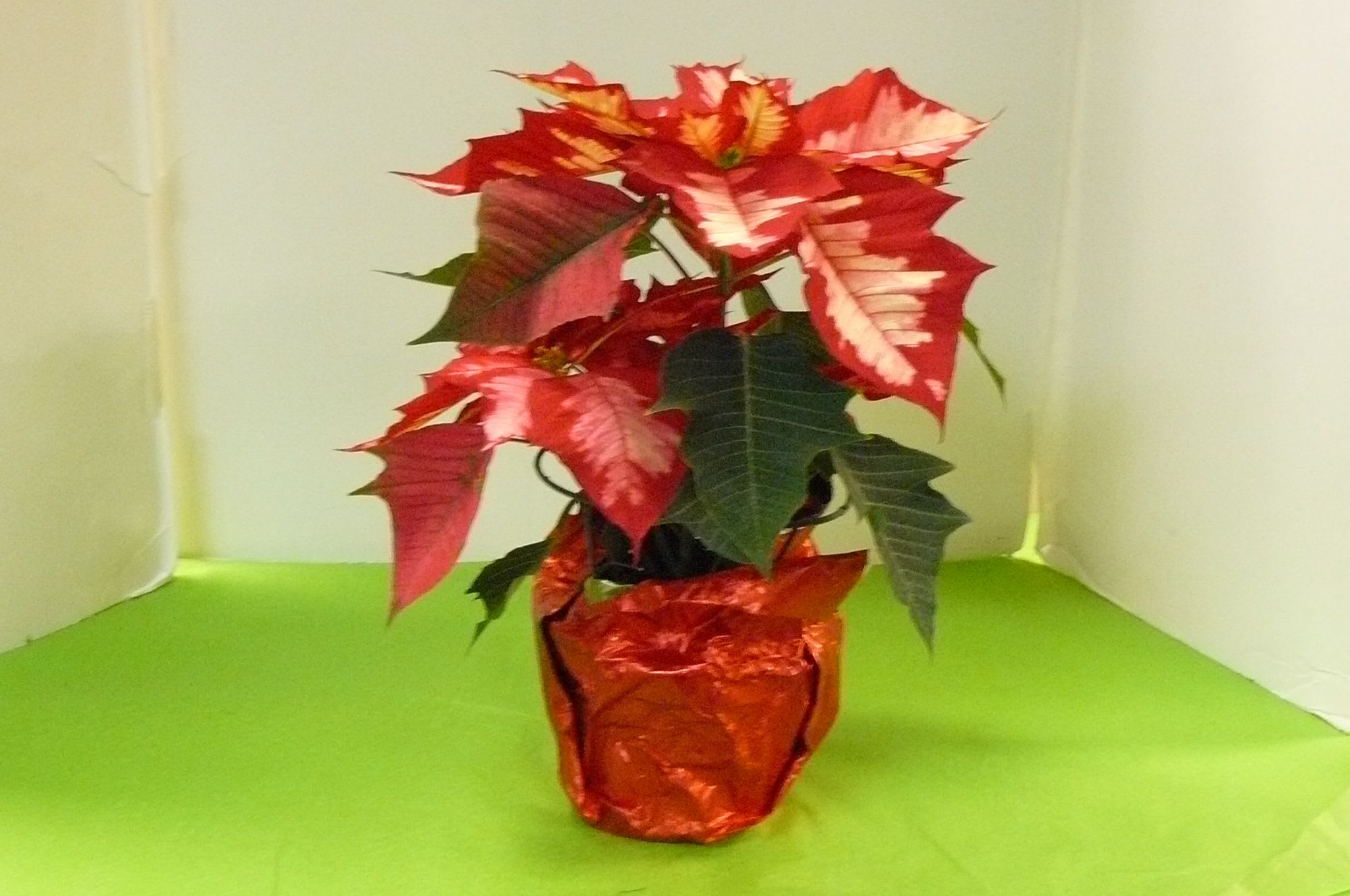 Christmas at Blooms at the Hills - In Store Shopping at Blooms has a variety of poinsettia , Karen Didion Santa &amp; Elves, Amaryllis plants , Kennebunk Throws, Candles &amp; DeBrand Chocolate. Pictures  of our store  are included with the individual  items.   Come &amp; experience  Blooms at the Hills.  Some items might also be found in  extra section of each flower arrangement.
