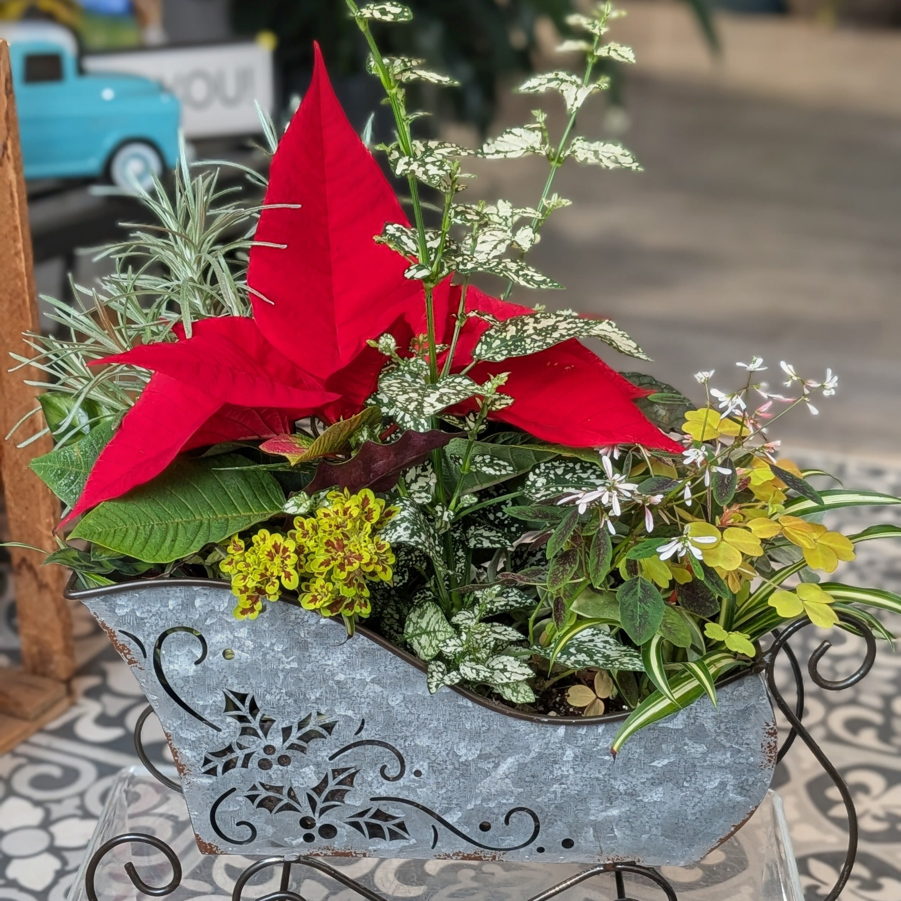 Poinsettia in a sleigh  - A variety of different plants all around a 4&quot; red poinsettia in a sleigh. The height may vary due to the size of plant, the width is 9.5&quot;W