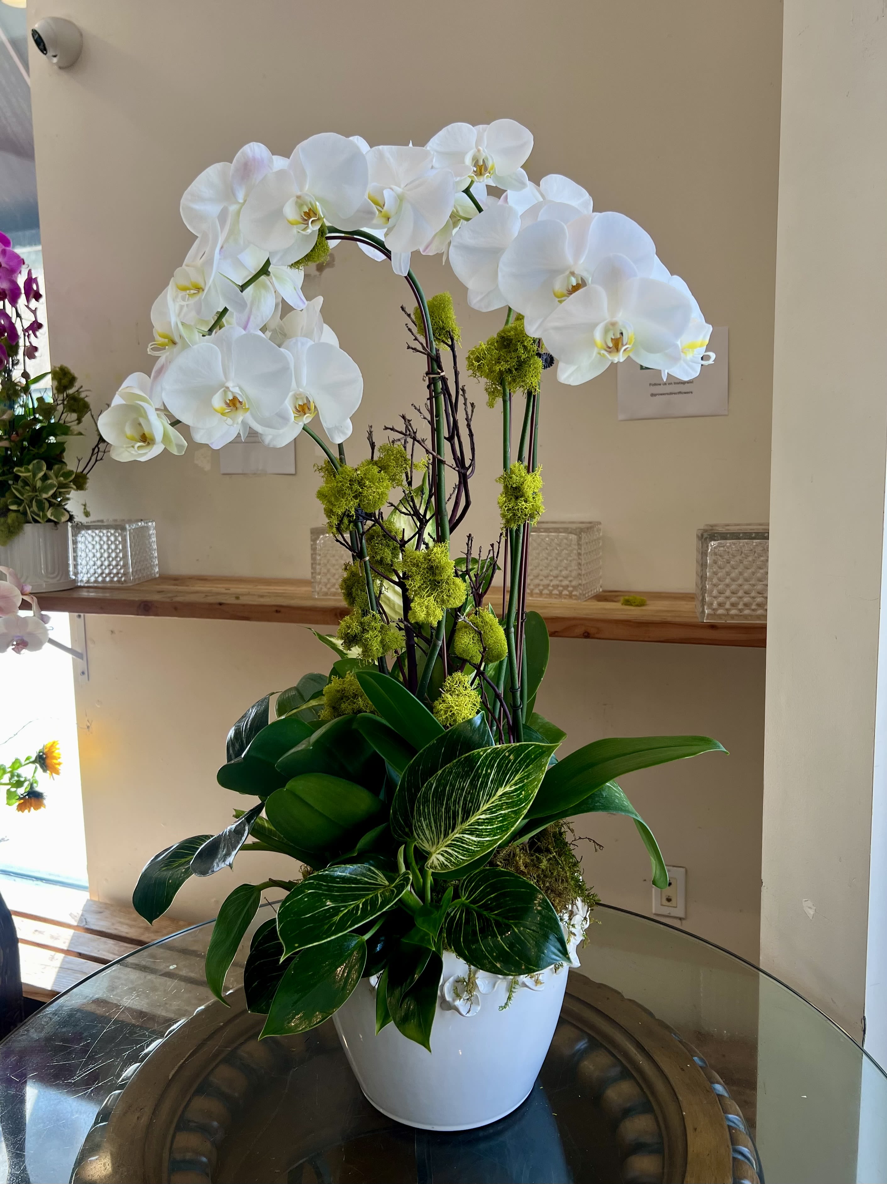 White Petals Orchid  - 4 phalaenopsis white orchids, and green plants adorned with moss and manzanita branches. Arranged in our unique white petal collared pot.