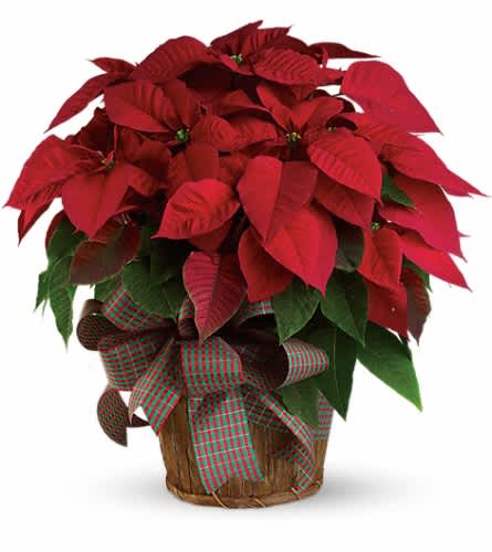 Large Red Poinsettia - You'll send a really big Christmas wish when you have this wonderfully large bright red poinsettia delivered to your family or friends. Poinsettias are a natural gift for the holidays and this is sure to make a grand entrance! A large red poinsettia is delivered in a 8" natural container that's all wrapped up with a beautiful red taffeta ribbon. It's a beautifully traditional gift - with a sizable difference!Approximately 24" W x 25" H Orientation: N/A As Shown : T122-3A