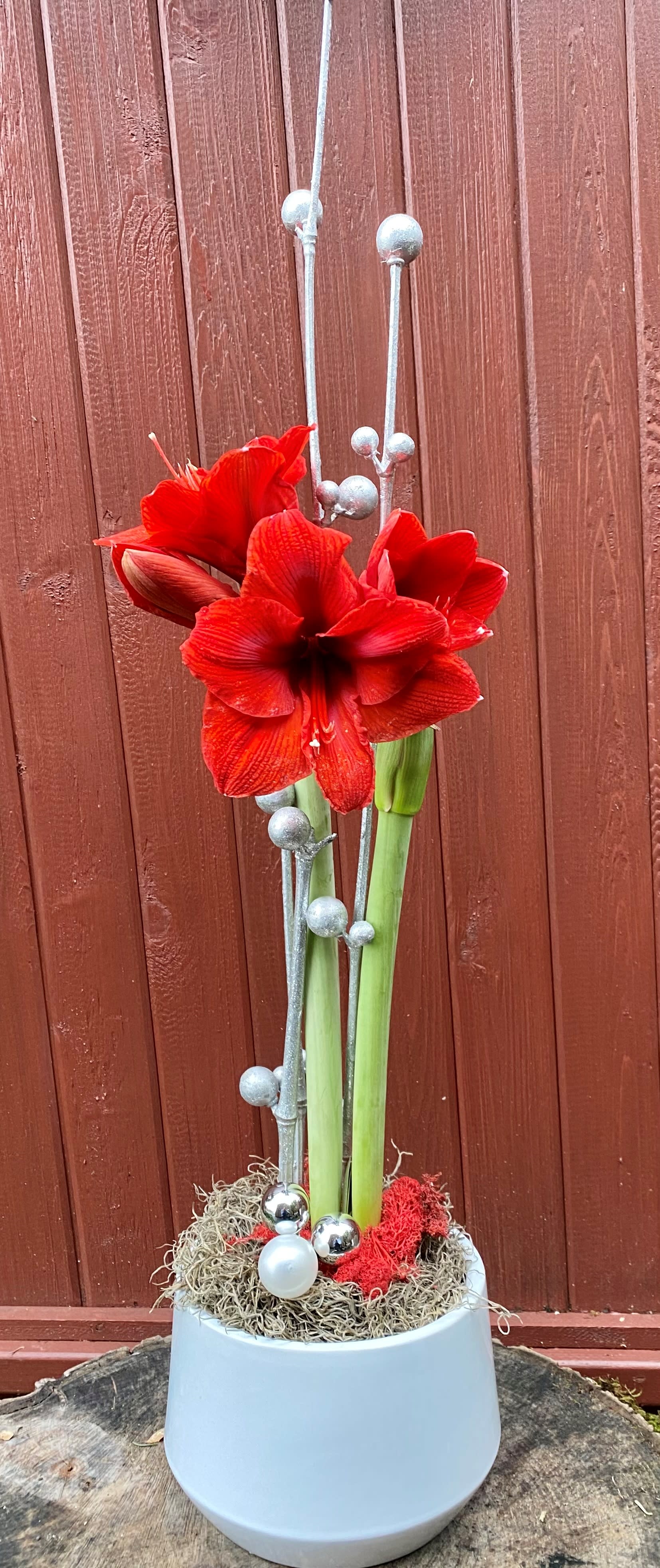 Red Amaryllis in White Ceramic   - Beautiful and seasonal red amaryllis planted on a white ceramic container. Finished with Spanish moss, red reindeer moss and silver ornament sticks. 