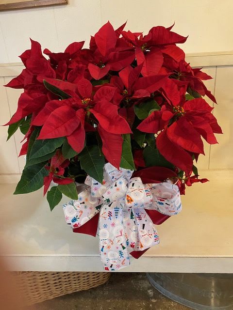 10 inch Poinsettia Plant in a basket - 10 inch Poinsettia Plant in a basket