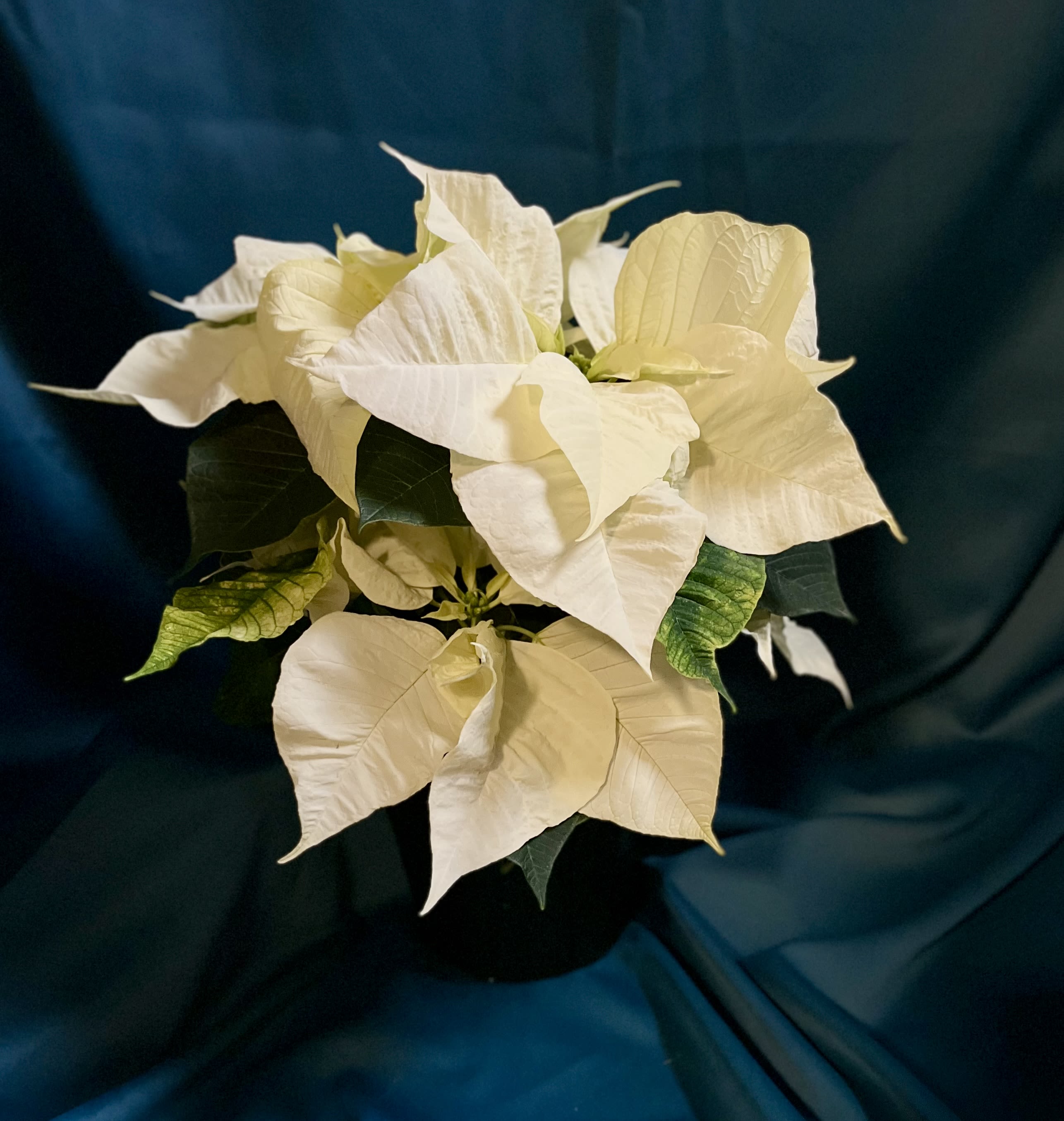 Poinsettia 6&quot;- Red or White - Bringing the vibrant spirit of the season home with these stunning poinsettias!  While supplies last️ 