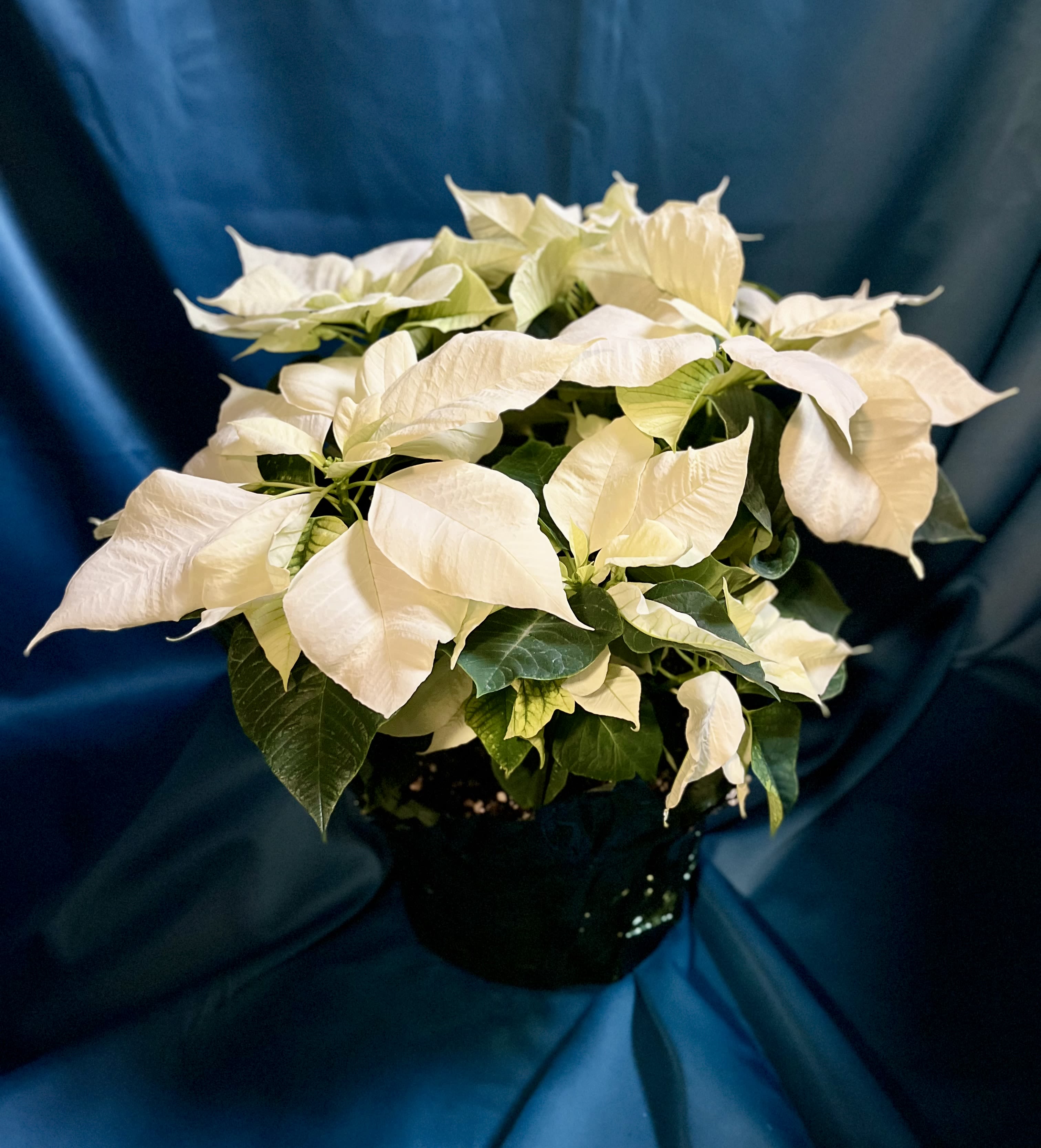 Poinsettia 8&quot;- Red or White - Bringing the vibrant spirit of the season home with these stunning poinsettias!  While supplies last️ 