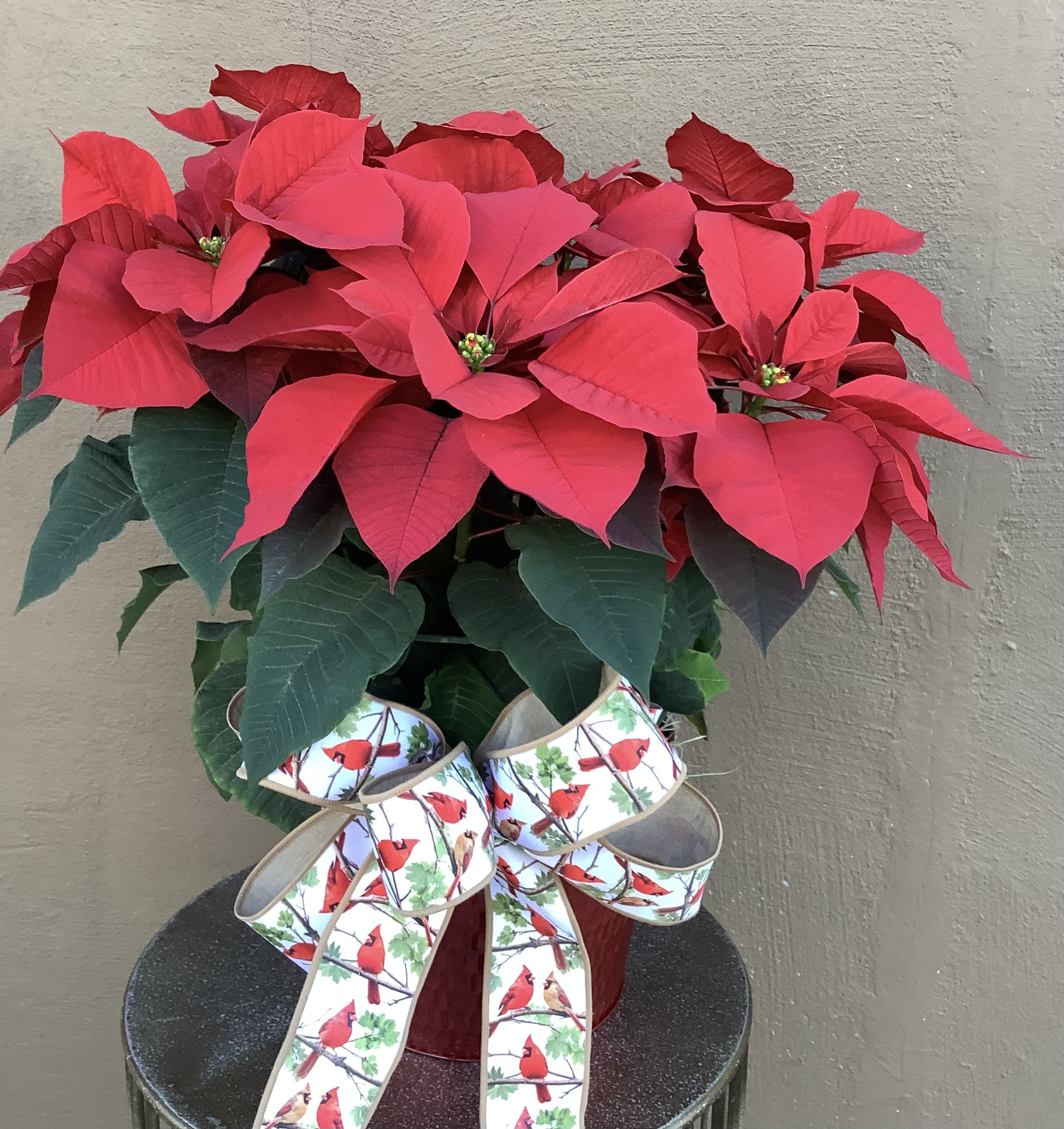 Large poinsettia  - Celebrate a Christmas tradition with a stunning large red poinsettia 