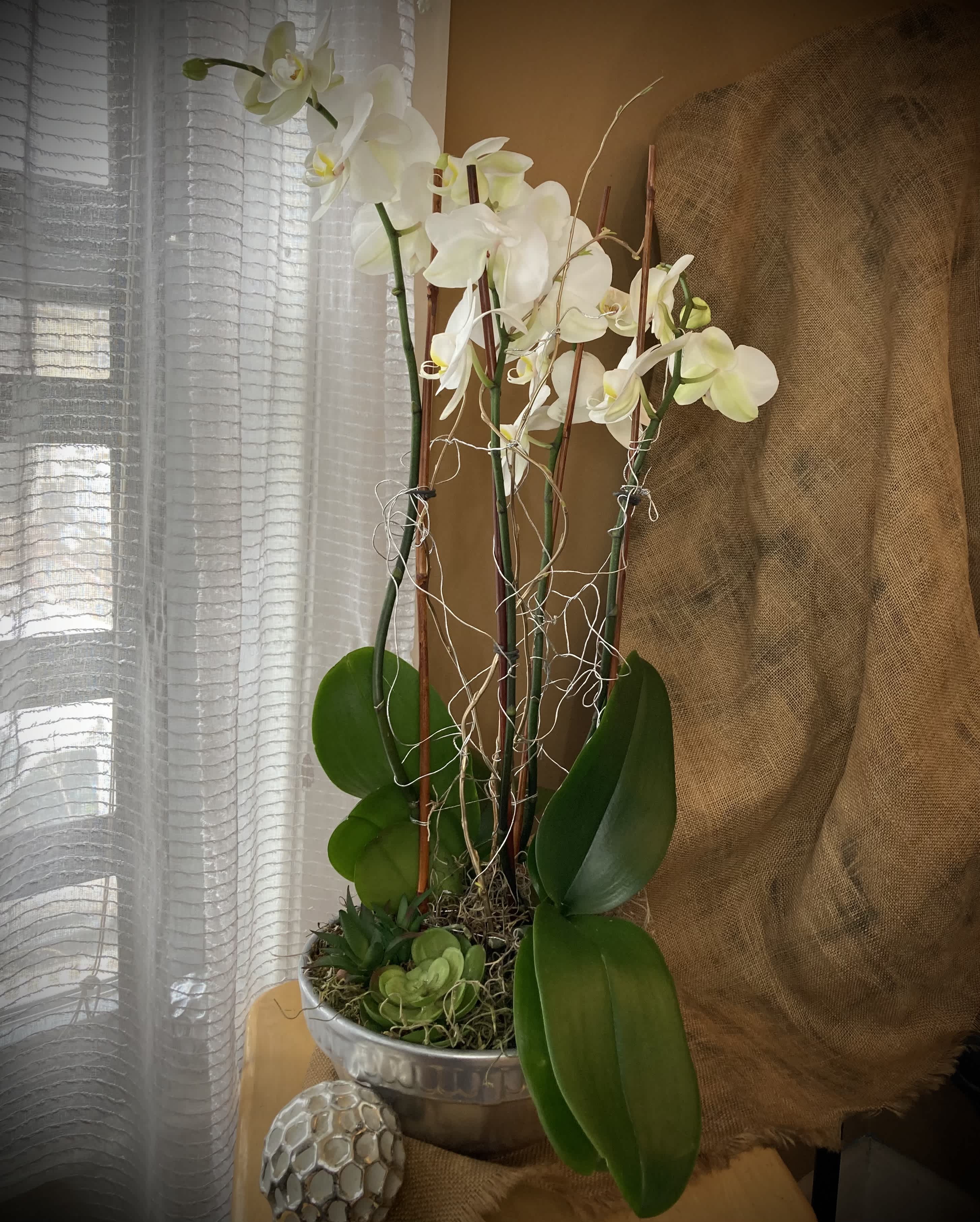 Two White Butterflies.  A Floral Archist™ Design.   - The beauty and elegance of white orchids makes this simple, yet grand piece THE perfect host/test gift to offer on your next invitation to be with friends and/or loved ones. Double stems of Phalaenopsis ‘Butterfly’ orchids elegantly designed in an unique container.  A gift that is sure to impress in any celebration.  Two Phaleapnopsis plants with two flower stems each.  NOTE: In support of our efforts to aide in the preservation of our planet, PJf uses Fair Trade flowers, Plants, and uses Upcycled and Recycled Containers.  Definitely male appropriate!  Photo: BN™
