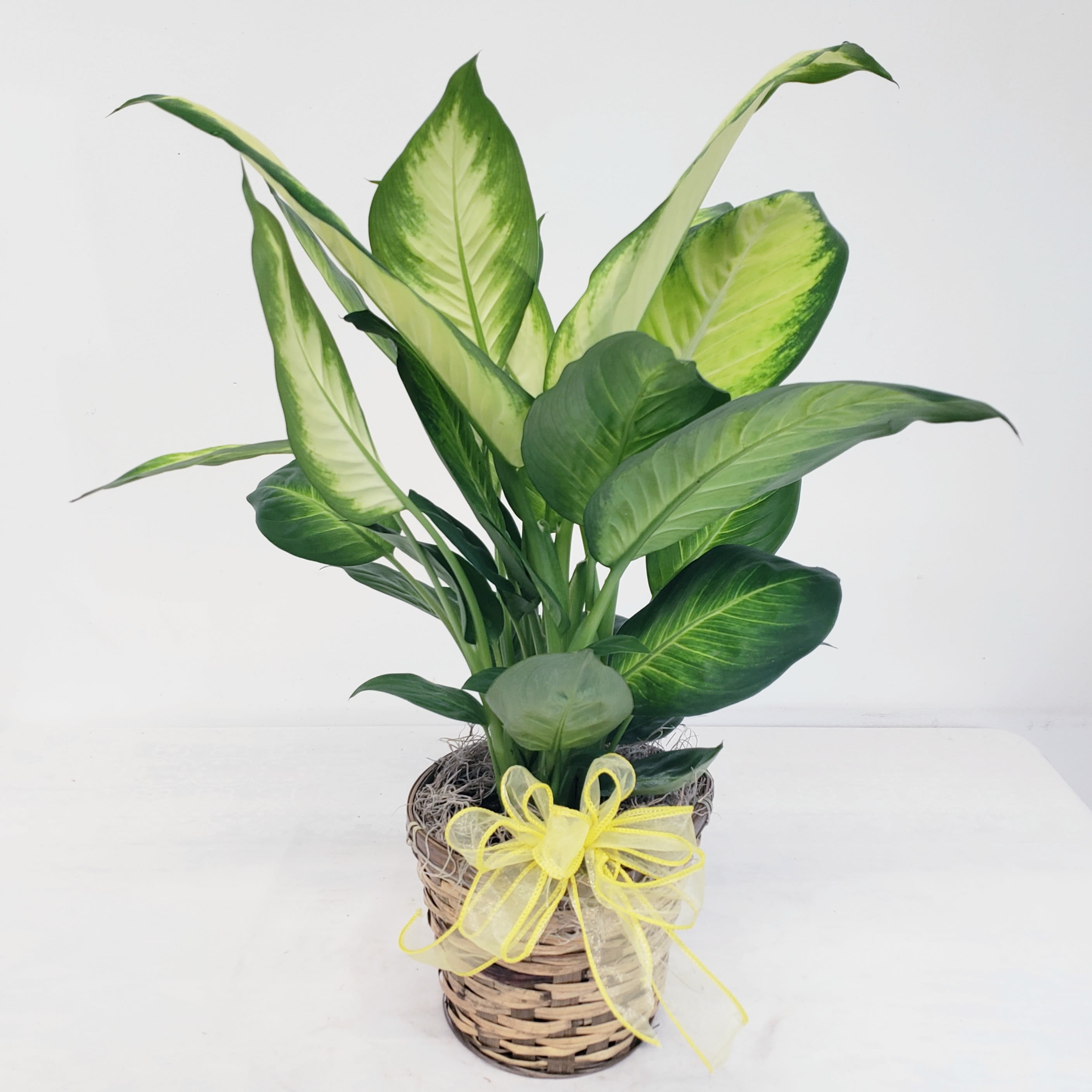 Dieffenbachia Marianne - Beautiful dieffenbachia marianne in a 6" basket. A hardy, fast growing plant that prefers bright filtered light and moist, but not soggy soil. Sporting pale green leaves, dark green outer edges, and white middle rib. Approximately 18" to 24" tall. 