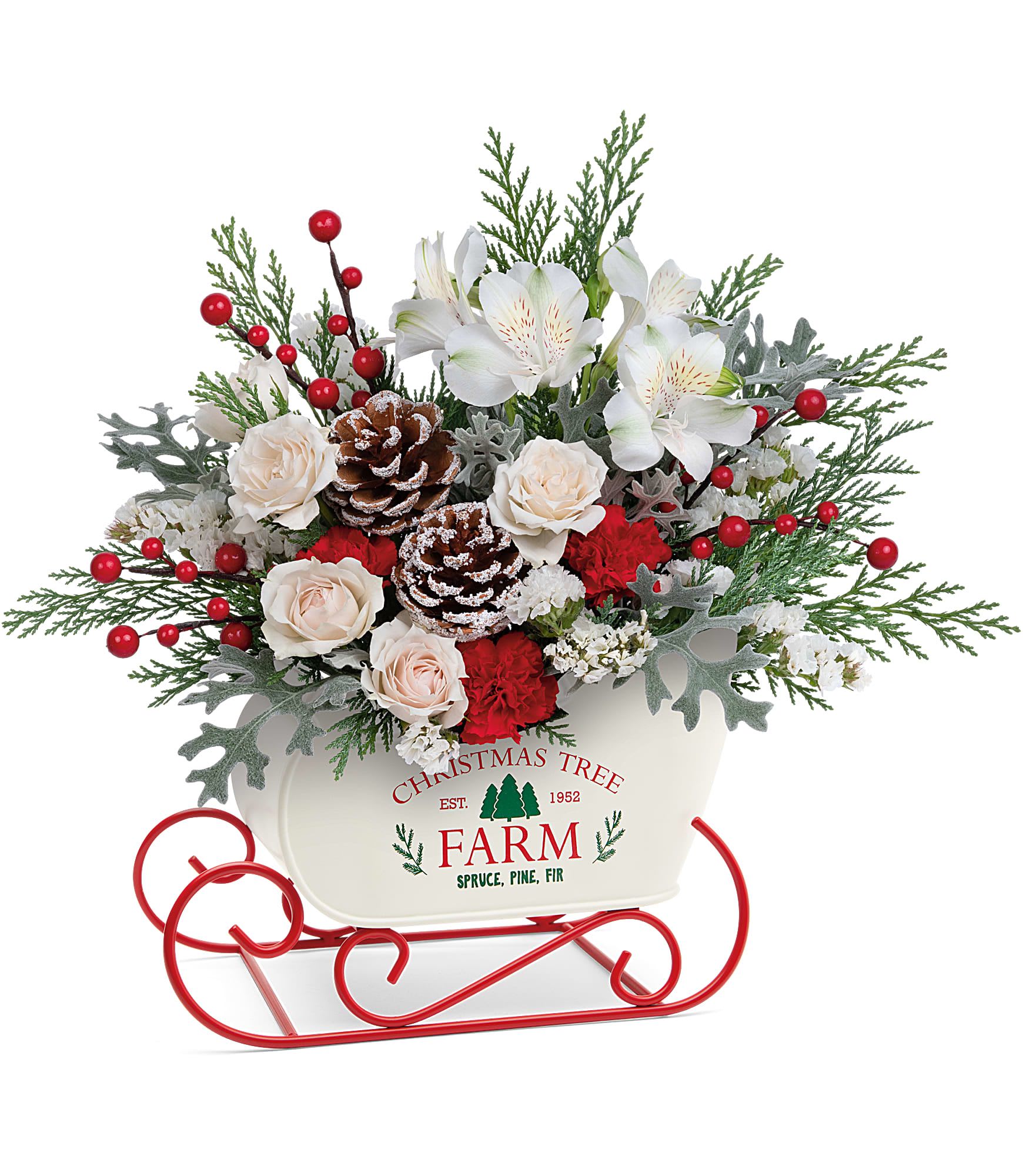 Winter Sleigh Bouquet - With its snowy white rose bouquet and vintage-inspired tree farm motif, this charming metal sleigh is a classic Christmas favorite. This holiday bouquet features crème spray roses, white alstroemeria, miniature red carnations, white sinuata statice and cedar arranged with dusty miller. Teleflora's Winter Sleigh Bouquet is delivered in Teleflora's Snow What Fun Sleigh Keepsake. Approximately 14 1/2&quot; W x 12&quot; H