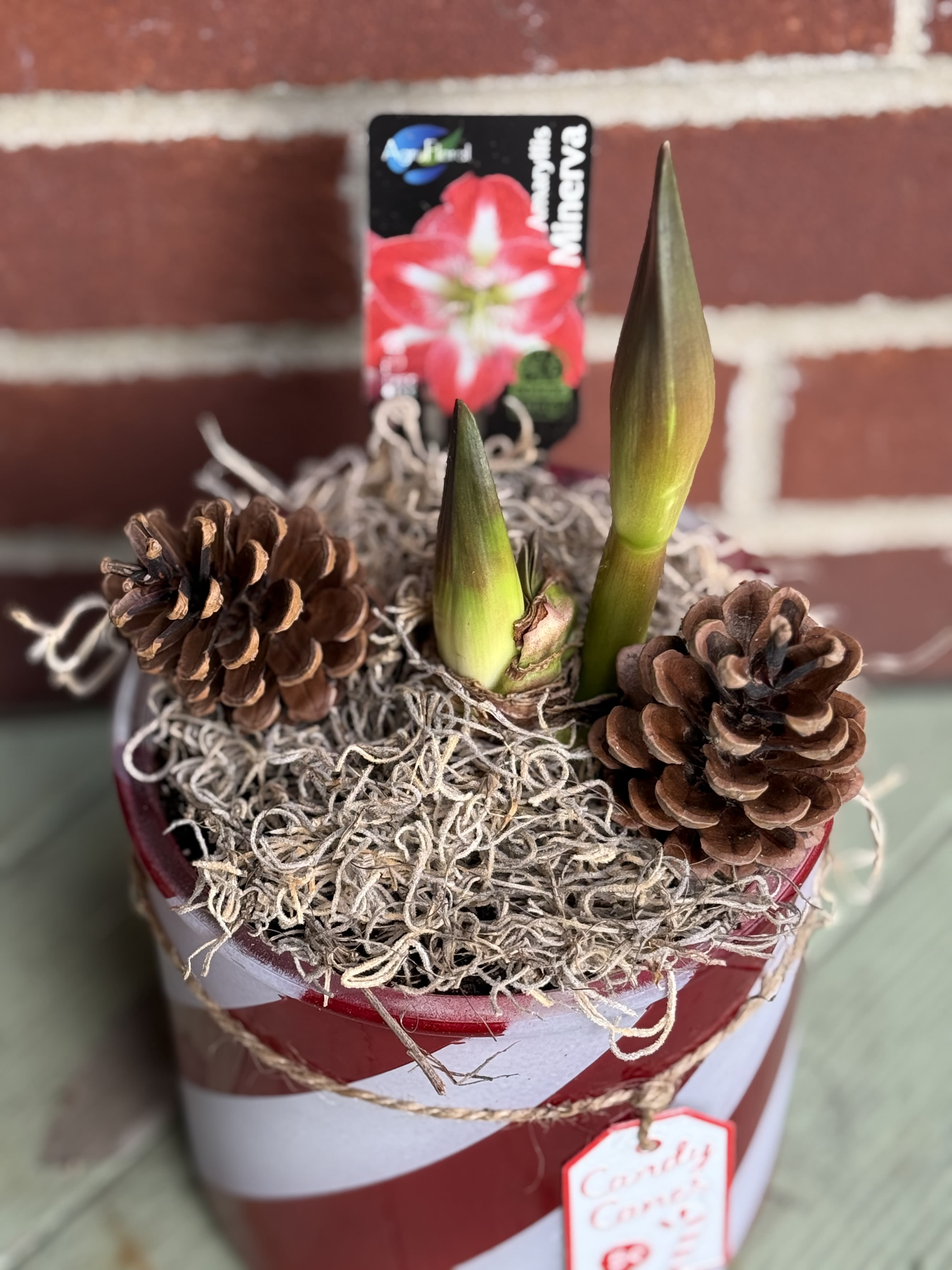 Candy Cane Amaryllis Bulb Plant   - Send tidings of comfort and joy with a loving and living gift that blooms straight from the heart! Watch as this plant grows with the season and blooms beautifully over the month! Local to our delivery service only. 