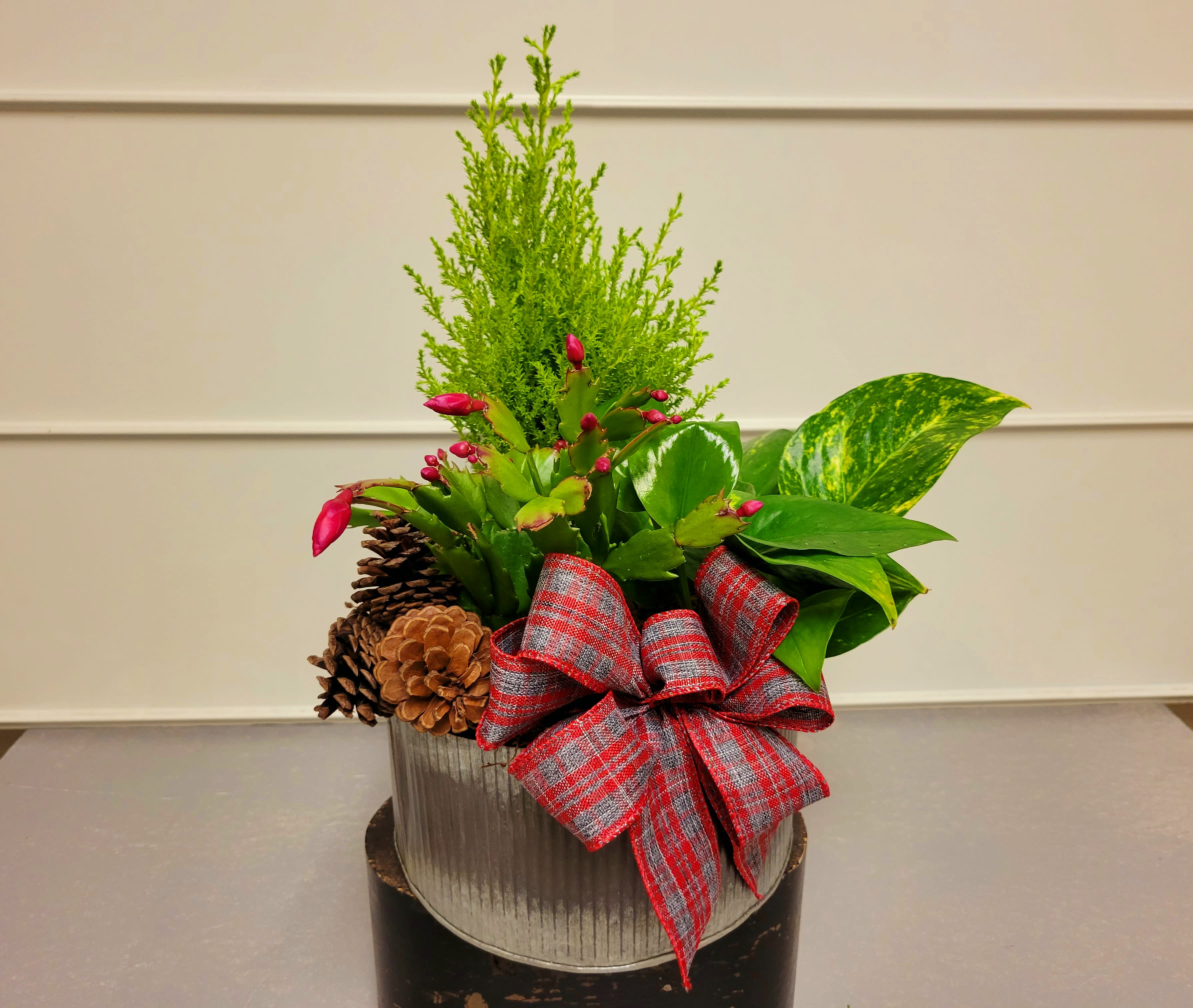 Christmas European Garden - A European Garden with Christmas plants, mixed with some pinecones and finished with a beautiful ribbon to give Christmas happiness.
