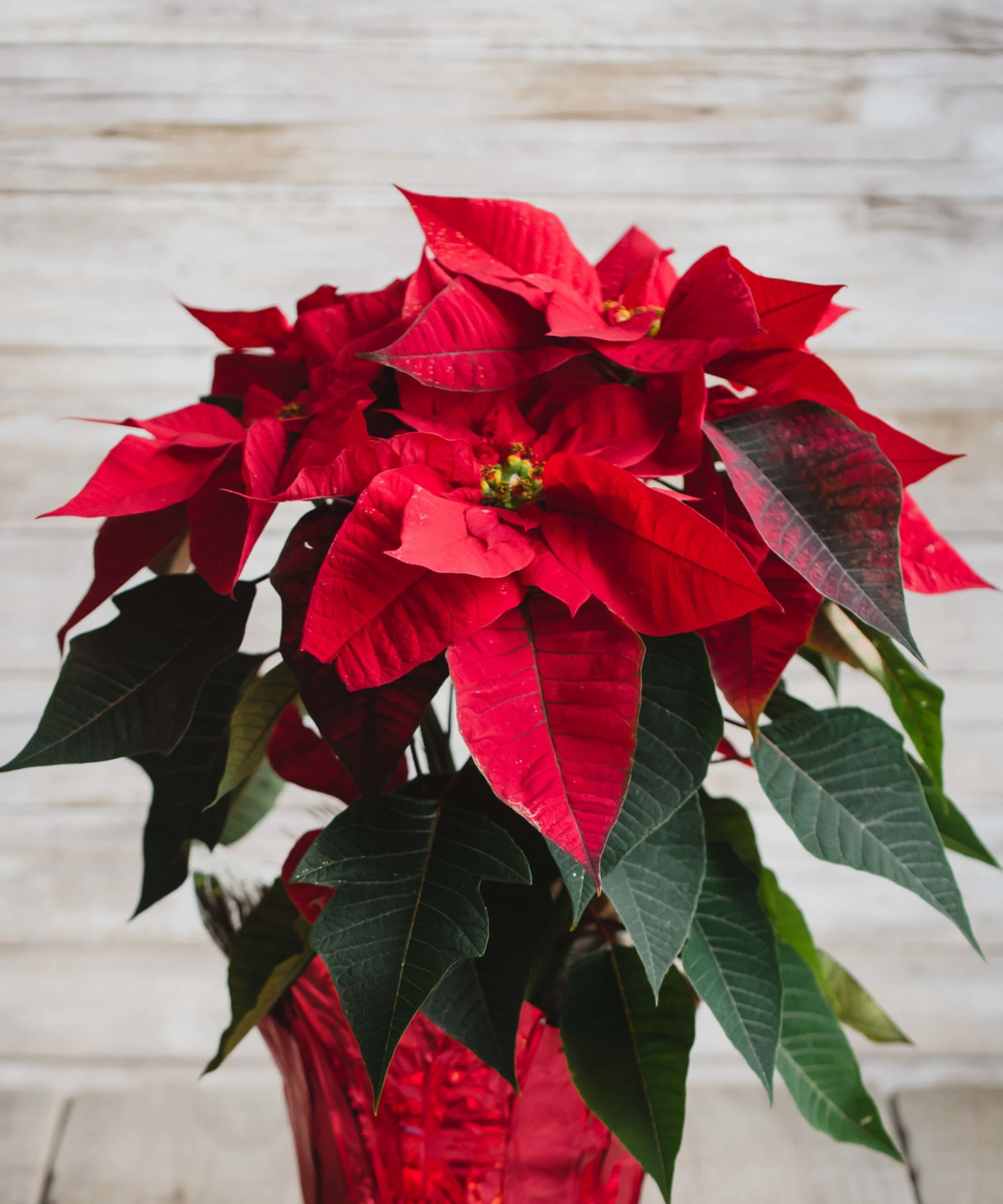 Holiday Poinsettia - Great holiday plant to spruce up home decor. 