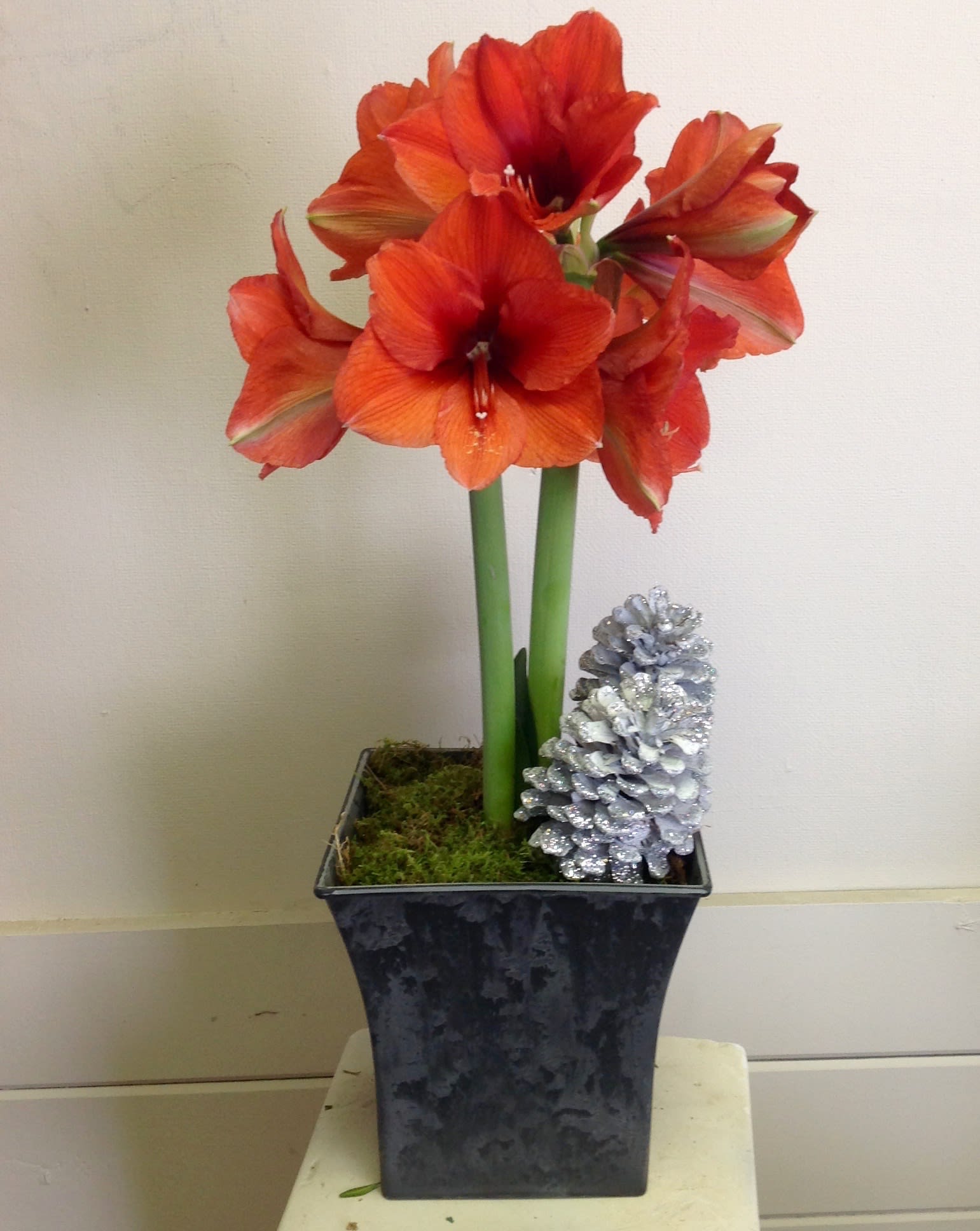 Floral beauty - Amaryllis plant in black contemporary container with two stunning pinecones