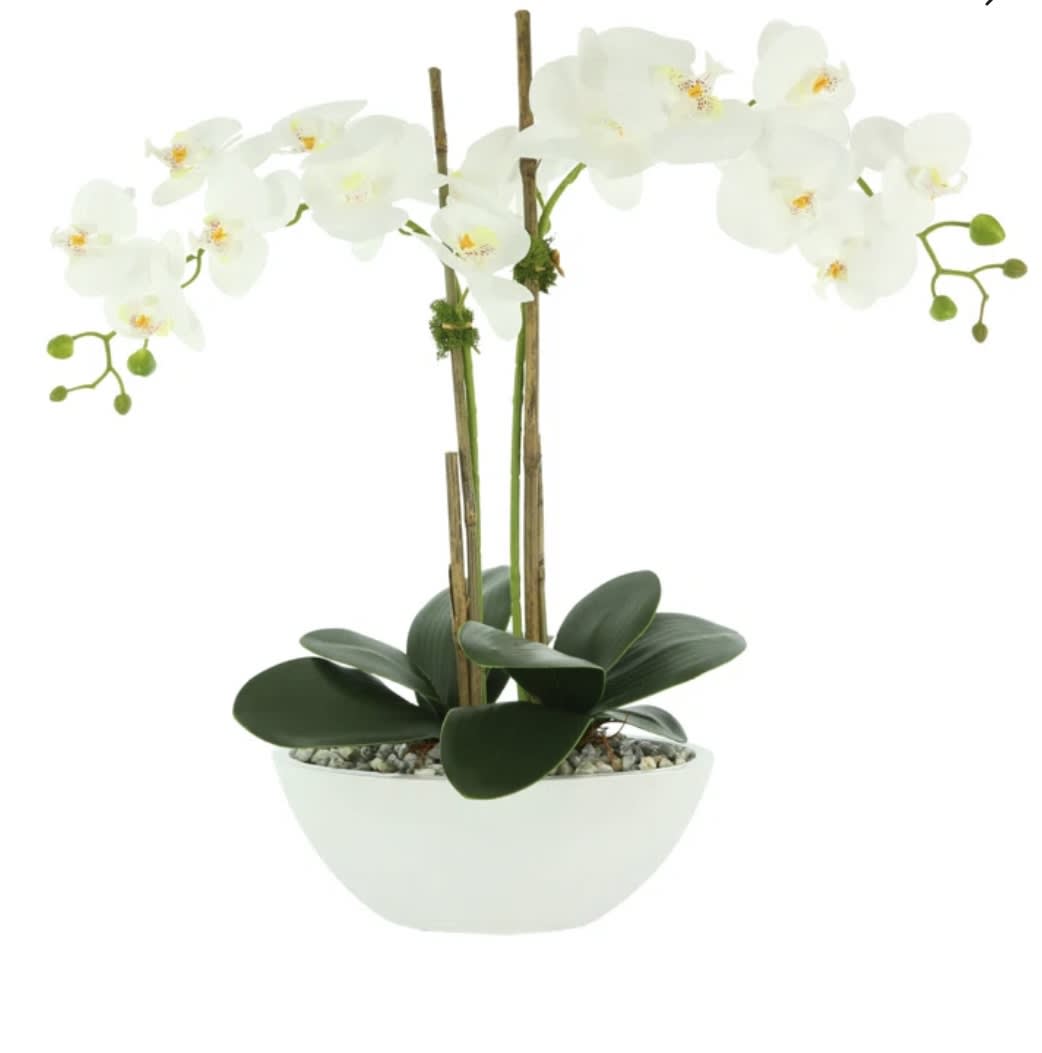 Double Orchid - This is a large double orchid  decorated with moss and other motifs with succulent plants. Great for most occasions.