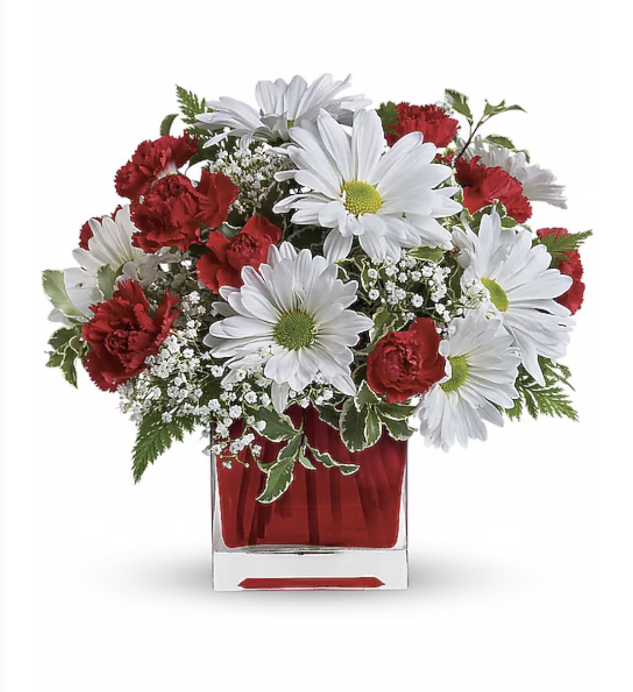 Red And White Delight - Send your special someone this charming bouquet arranged in a ruby red glass cube. It's a gift that will surely delight! Includes miniature red carnations and white daisy chrysanthemums, accented with fresh greenery. Delivered in a glass Cube.