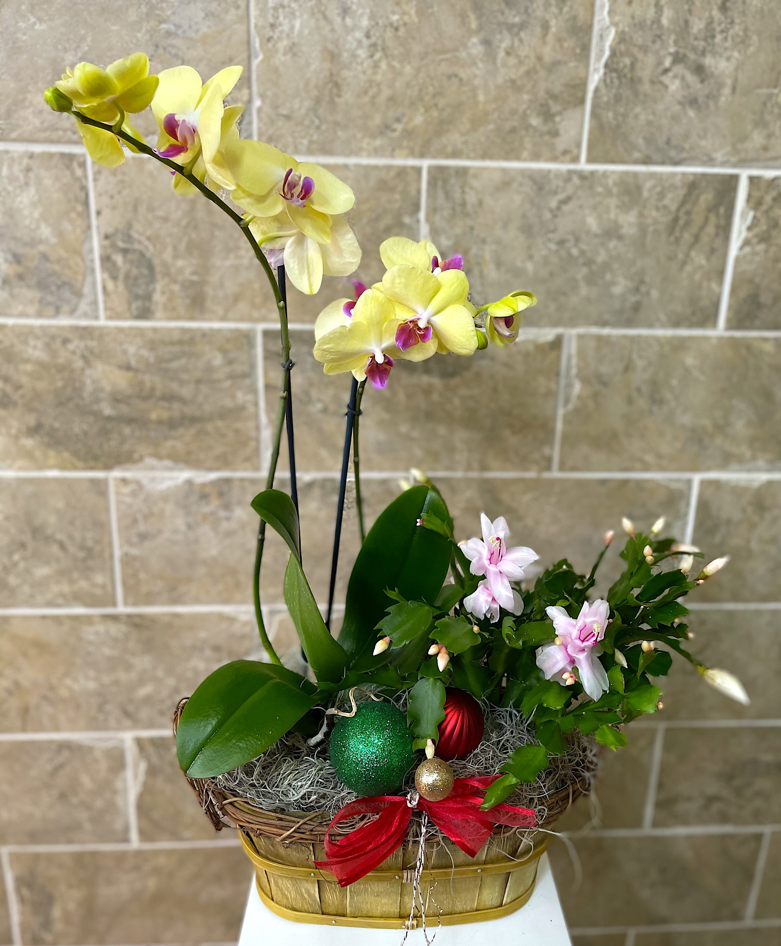 Christmas Cactus and Orchid Basket - Fresh Orchids and Christmas Cactus Plant in a high-quality wooden basket! Decorated with ornament balls and a red ribbon. Makes a great gift for the holidays   You can remove and plant the Christmas cactus outside in your garden if you'd like! (Color of orchid/cactus will be what we have in stock at the shop)   Measures appx: 18&quot; by 23&quot;