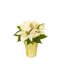 6.5&quot; White Poinsettia  - 6.5&quot; white Poinsettia 