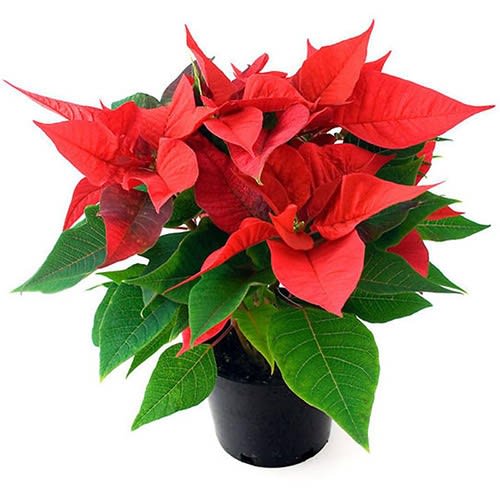 Classic Red Poinsettia - Enjoy the season with a classic choice: a red poinsettia plant.  Ours are grown in Lester Prairie, MN and are full and so luscious - so much better than &quot;the other guy's.&quot;  Let us help celebrate the season!  Arrives in a decorative holiday container.