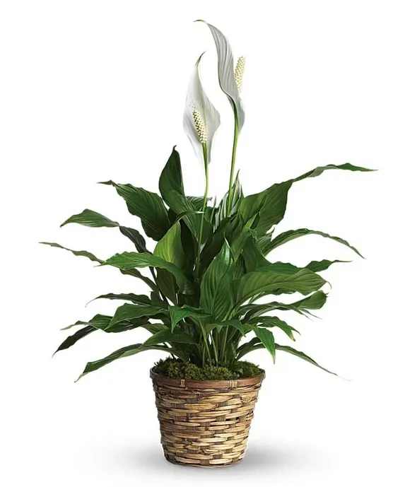 Simply Elegant Spathiphyllum - Celebrate special occasions with the timeless beauty of the Peace Lily. Whether it's a birthday, anniversary, or housewarming party, this versatile plant makes for a thoughtful and enduring gift. Its graceful blooms and lush leaves symbolize growth and harmony, making it an ideal present for joyous events. Share the gift of tranquility and elegance with the Peace Lily, a gesture that resonates with warmth and good wishes on any occasion.  Includes: • Peace Lily Plant • Natural Basket Container • Approximately 40" Tall • Personalized Gift Message