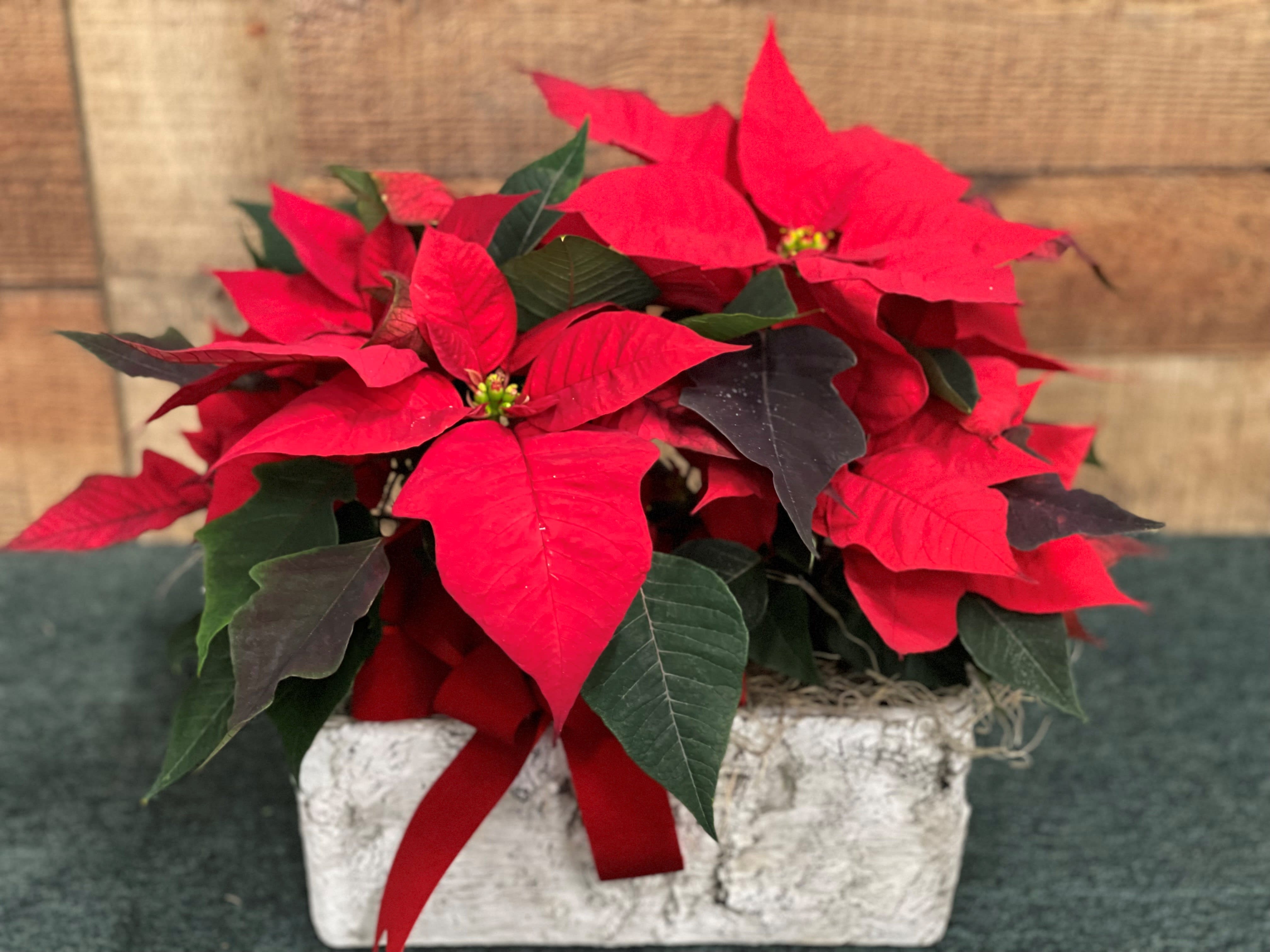 Mini Double Poinsettias - These adorable small poinsettias are two pots nestled into a decorative container with traditional red velvet bow. Great for a coffee table or hostess gift.