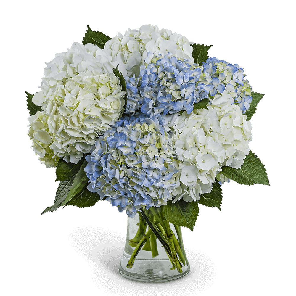 Lovely Lush Hydrangea - Lovely Lush Hydrangea is a simple yet stunning bouquet arranged in a clear glass vase, showcasing full, premium hydrangeas. A timeless choice from your local florist, perfect for any celebration or thoughtful gift. Flower delivery available, with slight variations in blooms depending on seasonal availability.