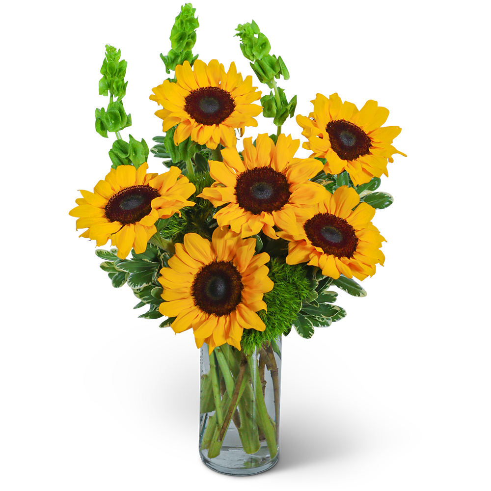 Sunflowers and Bells - Sunflowers and Bells is a captivating flower design that exudes warmth, joy, and a touch of whimsy. This sunny design showcases the radiant beauty of sunflowers, accentuated with delicate accents of bells of ireland and premium foliage. This flower arrangement is skillfully designed, creating a truly unique and captivating look.