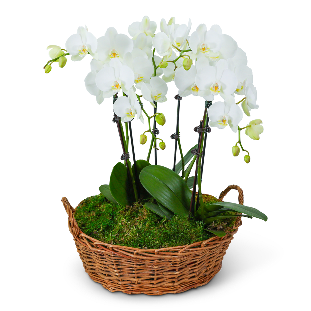 Serenity Orchid Plant - Our Serenity Orchid Plant is a captivating Phalaenopsis Orchid elegantly displayed in a basket with a bed of lush, green moss. This exquisite plant exudes tranquility and grace, creating a serene and calming atmosphere wherever it is placed. Known for its delicate blooms and long-lasting beauty, the Orchid is a symbol of elegance and sophistication. Perfect for any space, the Serenity Orchid Plant brings a touch of natural serenity and adds a touch of effortless charm to any occasion.