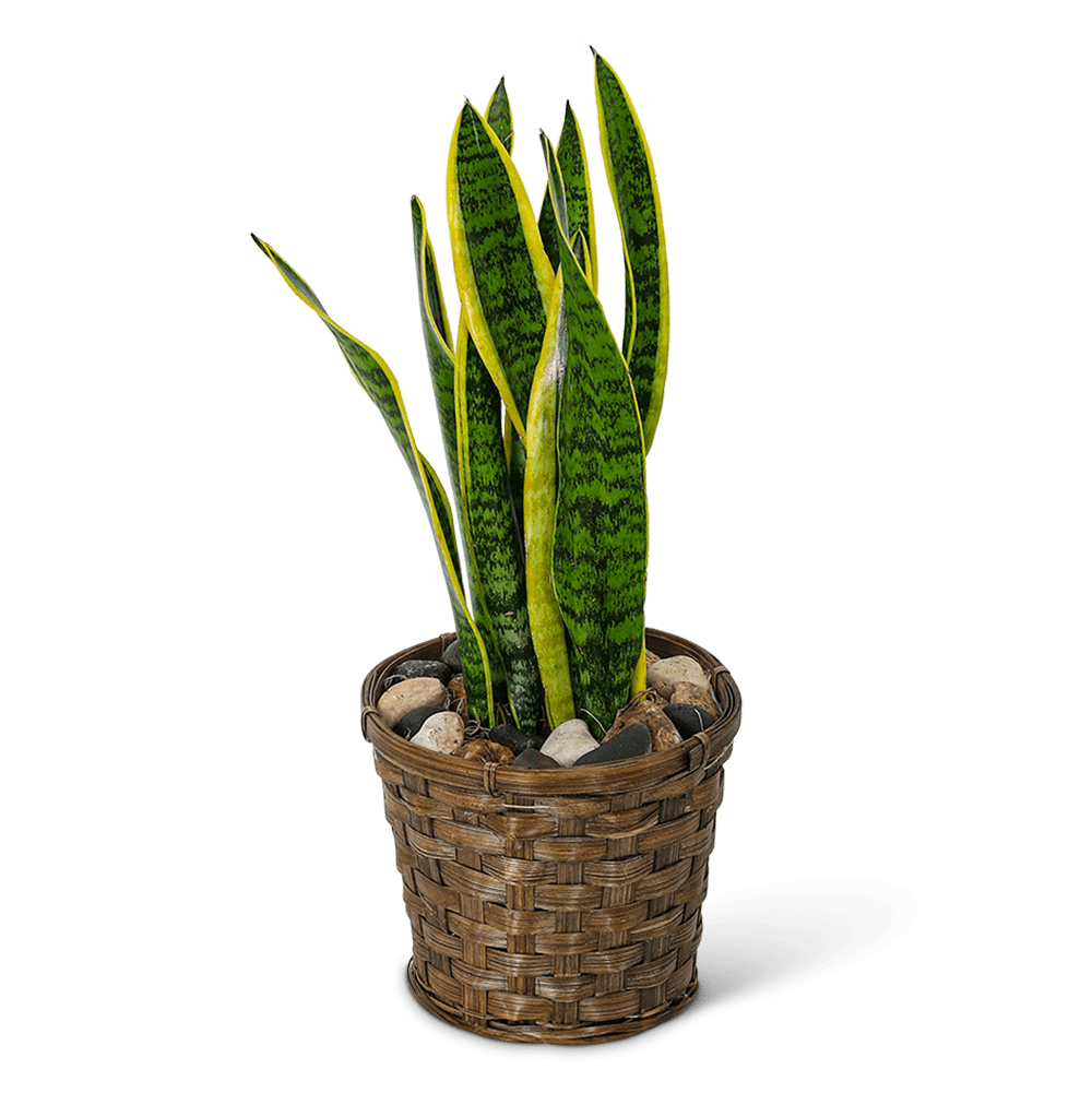 Sansevieria Plant in Basket - Introducing our beautiful Sansevieria Plant in a Basket, available for delivery from our local flower and plant delivery services. As your local florist, we're proud to offer a wide variety of stunning plants that make the perfect gift for any occasion. Also known as the snake plant or mother-in-law's tongue, the Sansevieria is a popular houseplant that's prized for its unique appearance and easy care. With long, spiky leaves that grow upward and out, this plant is sure to add a touch of drama to any space.