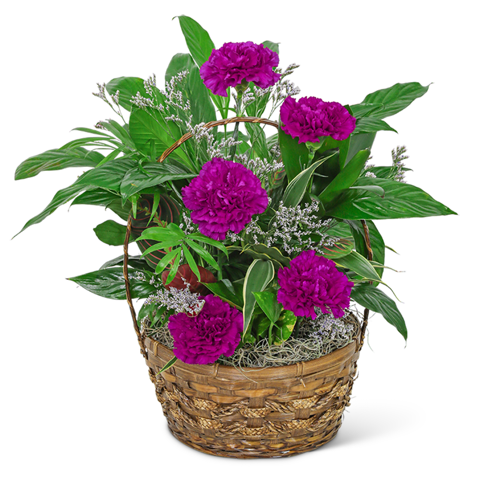 Dish Garden with Purple Florals - This beautiful dish garden features a variety of green plants, as well as purple carnations and fresh limonium to add a pop of color. Whether you're celebrating a birthday, sending a sympathy gift, or just want to brighten someone's day, our Dish Garden with Purple Florals is a perfect choice! As a local florist offering flower and plant delivery services, we're proud to provide our customers with the highest quality products and customer service.