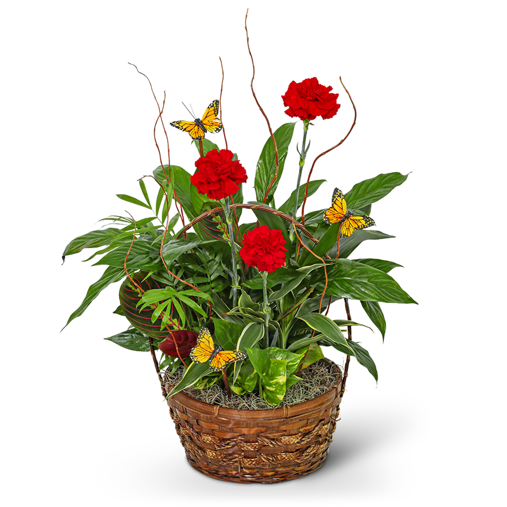 Red Blooms and Butterflies Dish Garden - This beautiful dish garden features a variety of green plants, as well as fresh red carnations and butterflies to add a pop of color and whimsy. Butterflies symbolize growth and beauty, making this a great gift for any occasion. Whether you're celebrating a birthday, sending a sympathy gift, or just want to brighten someone's day, our Red Blooms and Butterflies Dish Garden is a perfect choice!