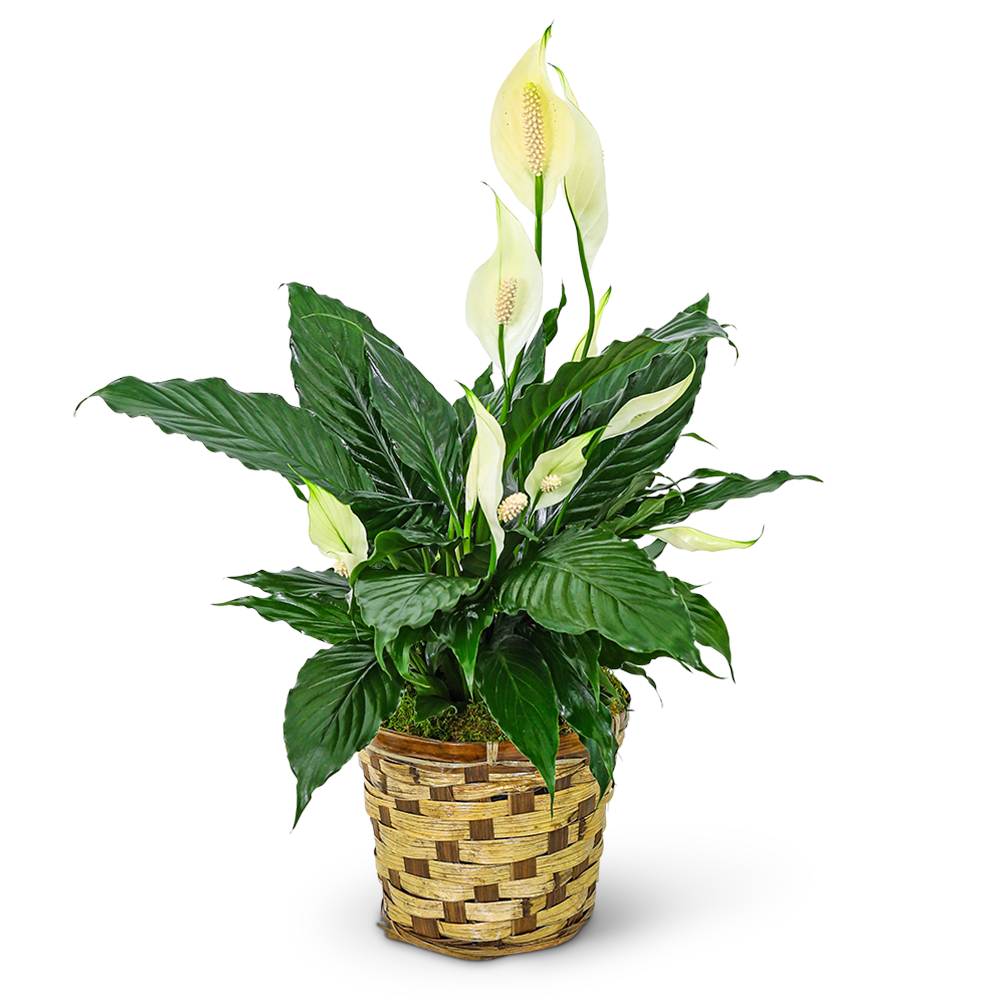 Tranquility Peace Lily Plant - Our Tranquility Peace Lily Plant is the perfect gift to send to a loved one or friend for any occasion. This elegant plant is both stunning to look at and a popular houseplant due to its attractive foliage with white blooms. It's a versatile plant that can thrive in various environments, making it an excellent choice for a gift.