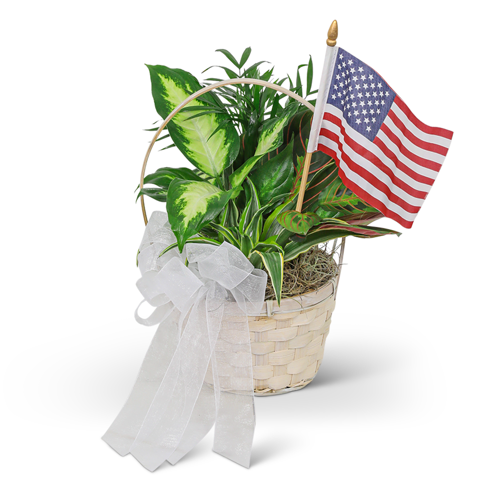 Patriotic Planter - Our Patriotic Planter in a basket is perfect for any occasion, whether it's a Memorial Day, Fourth of July, or any other patriotic celebration. It's also a great gift to show your support and appreciation to those who serve in the military or law enforcement. This 6-inch dish garden comes in a stylish basket with a sheer white ribbon and a small American flag, making it a perfect decoration for any occasion. This Patriotic dish garden is a delightful combination of lush greenery, blooming plants, and a patriotic touch that makes it an ideal gift.