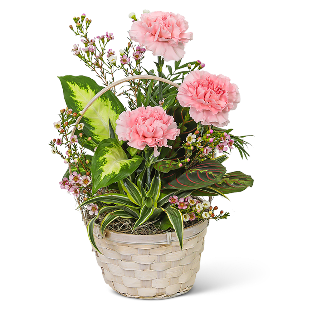 Dish Garden with Pink Florals - Our Pink Floral Dish Garden is the perfect choice for anyone who loves both flowers and plants. With a variety of textures and colors, this dish garden is sure to brighten up any room. Plus, with proper care, these plants can thrive for years to come. To keep your dish garden healthy and happy, be sure to place it in a bright, indirect light and water it regularly, allowing the soil to dry out slightly between waterings. Whether you're celebrating a special occasion or just want to show someone how much you care, our Pink Floral Dish Garden in a Basket is the perfect choice.