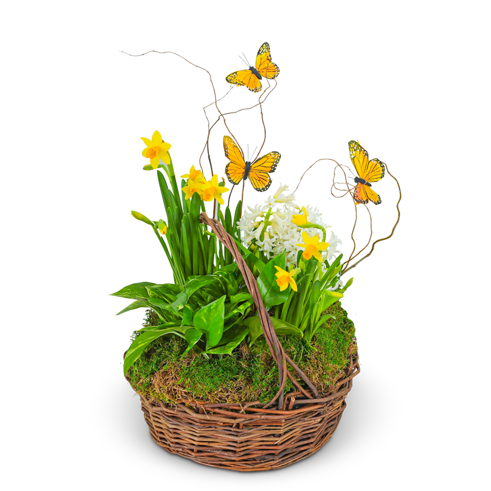 Spring Plants with Butterflies - Celebrate the beauty of spring with our exquisite Spring Plants with Butterflies planter. Featuring a delightful mix of vibrant spring plants, graceful curly willow, and whimsical butterfly accents, all presented in an elegant basket, this ensemble is sure to bring a touch of seasonal joy and enchantment to any space.