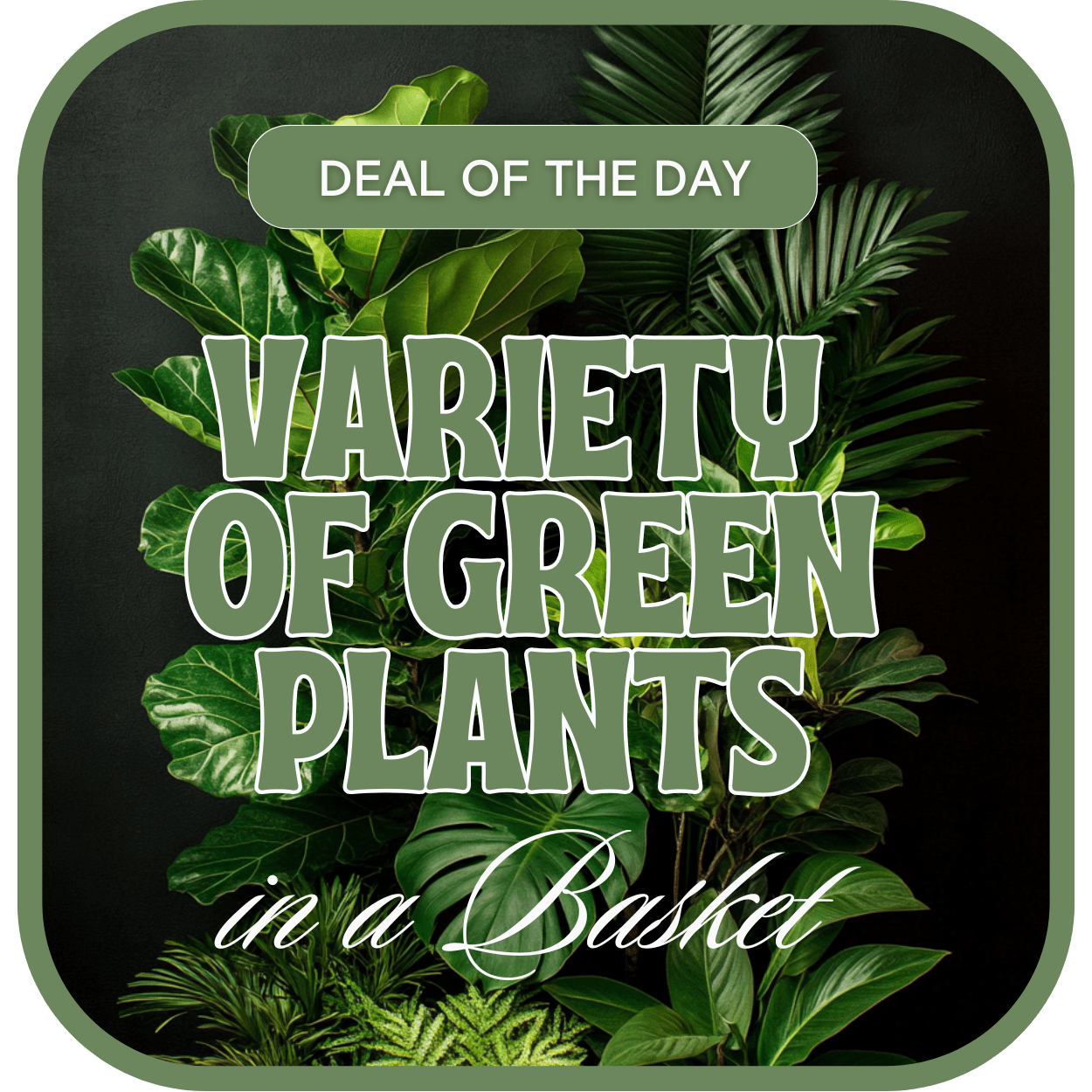 Designer's Choice - Variety of Green Plants - Let us design the perfect, seasonal planter for you! Our shop creates custom flower and plant designs to meet your specifications for a special sentiment or occasion. 