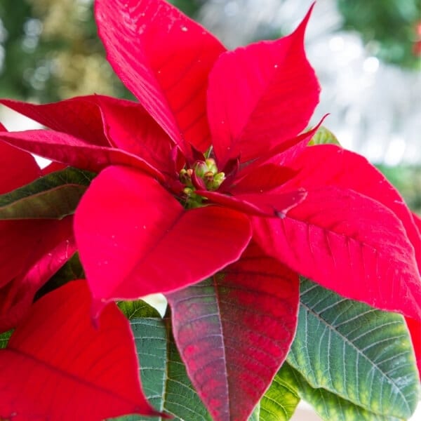 Classic Poinsettia - Small - The bright red holiday classic. A beautiful and lasting way to send your holiday wishes! Our small poinsettias are in a 6” growers pot and then dressed up in a holiday basket or metal container and finished with a bow. 