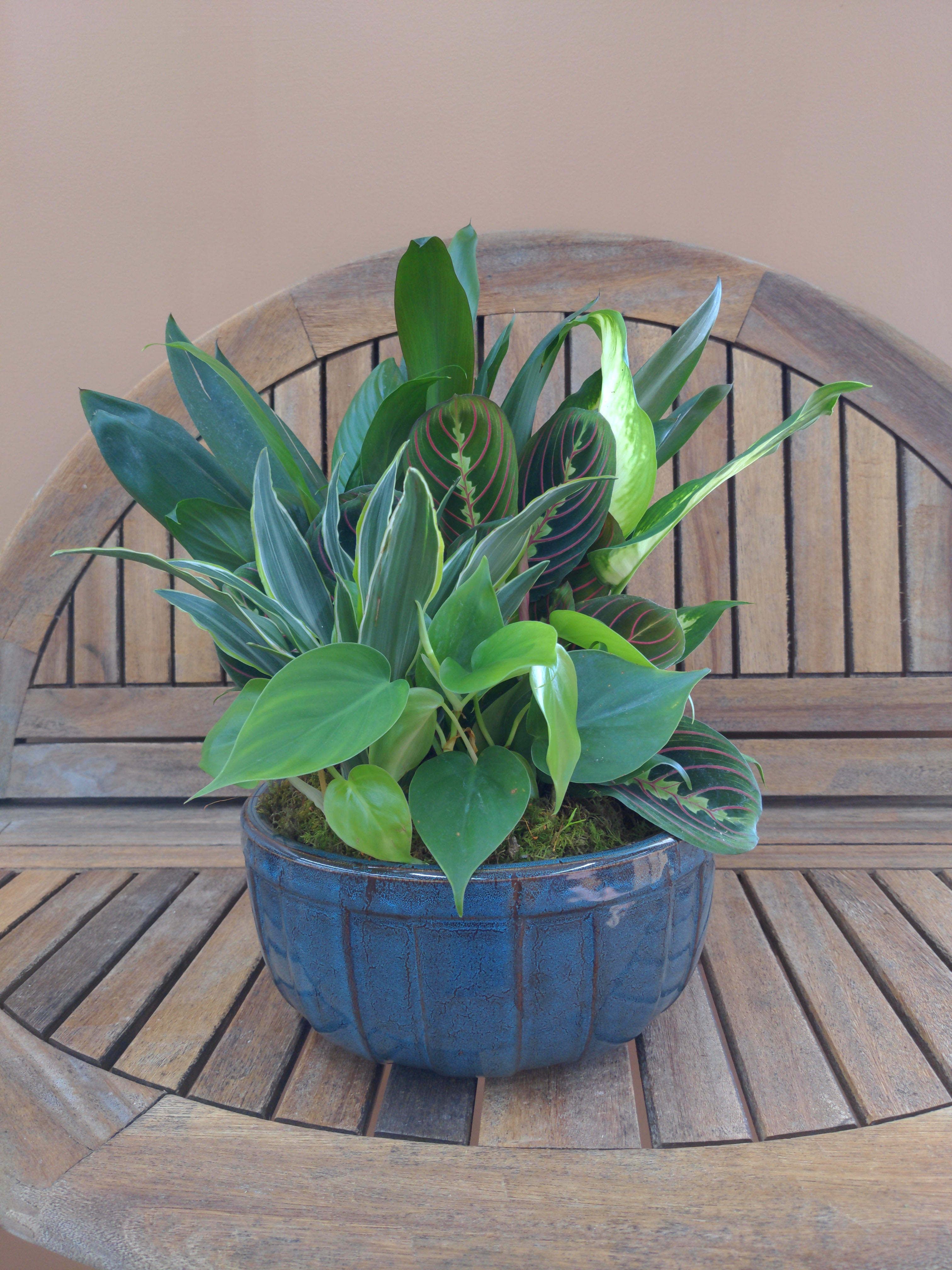Medium Dish Garden Ceramic Container  -  Dish Garden Ceramic in Container. Numerous Green Plants in A Ceramic container. Plants &amp; Ceramic May Differ in colors &amp; plant types But size will not.