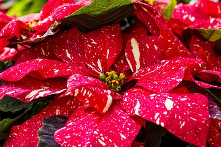 Red Glitter Poinsettia  - The red glitter poinsettia, a Christmas classic with a twist! This fancy plant is full and gorgeous! These are the 10” growers pot size, dressed up in a basket and finished off a Christmas bow. 