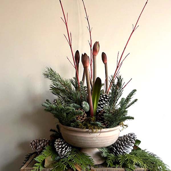 Red Amaryllis Trio in Ceramic Compote - Wow! This stunning display comes with 3 double spiked red amaryllis in a beautiful ceramic compote decorated with fresh winter greens, pine cones and branches. This is sure to make a statement.