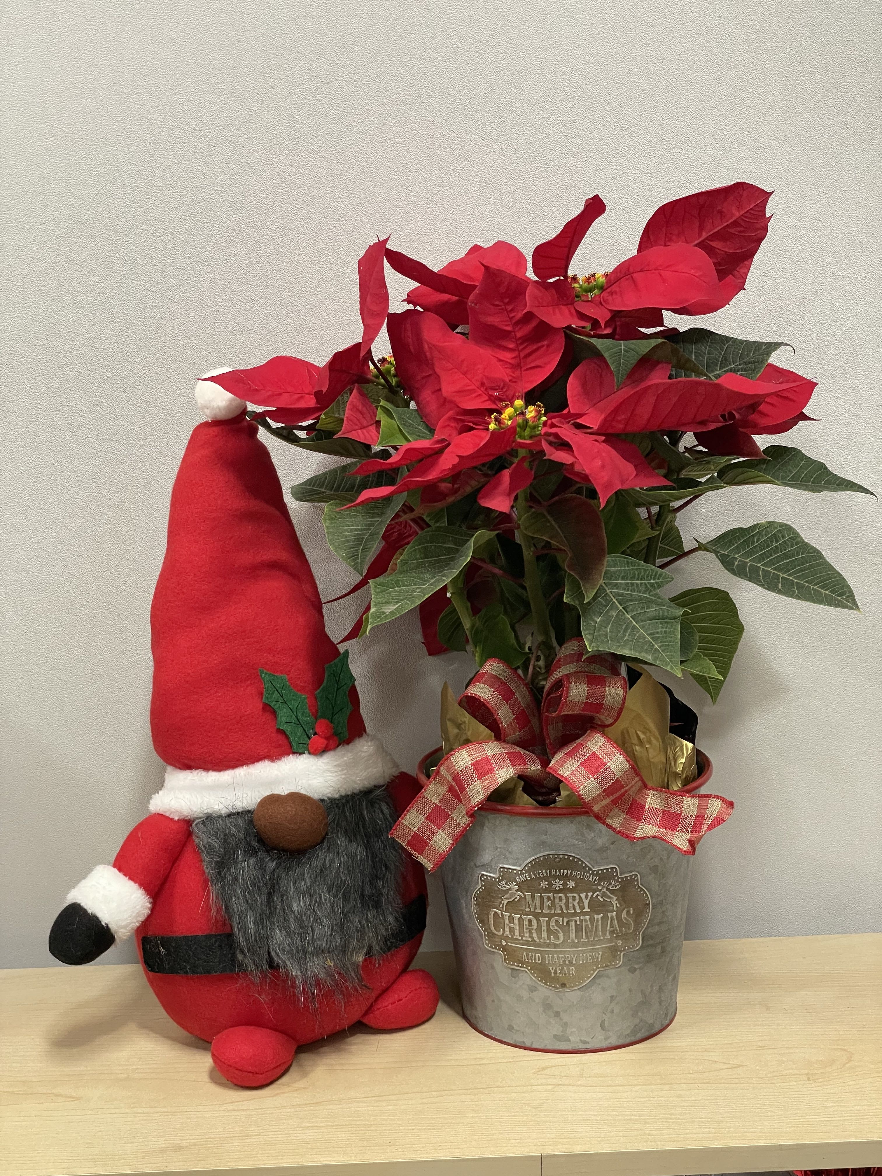 Poinsettia &amp; DarkBeard Gnome - As shown 